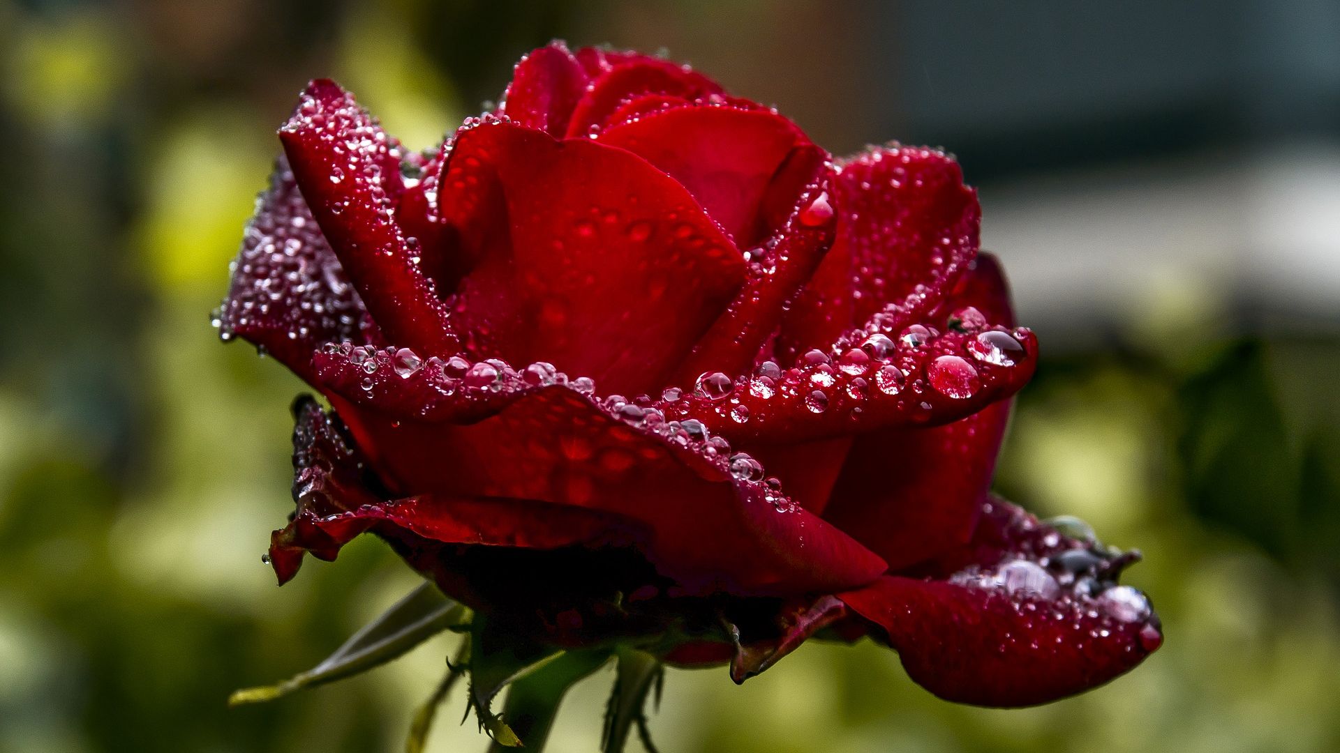 Dark Red Rose Wallpaper Download Free