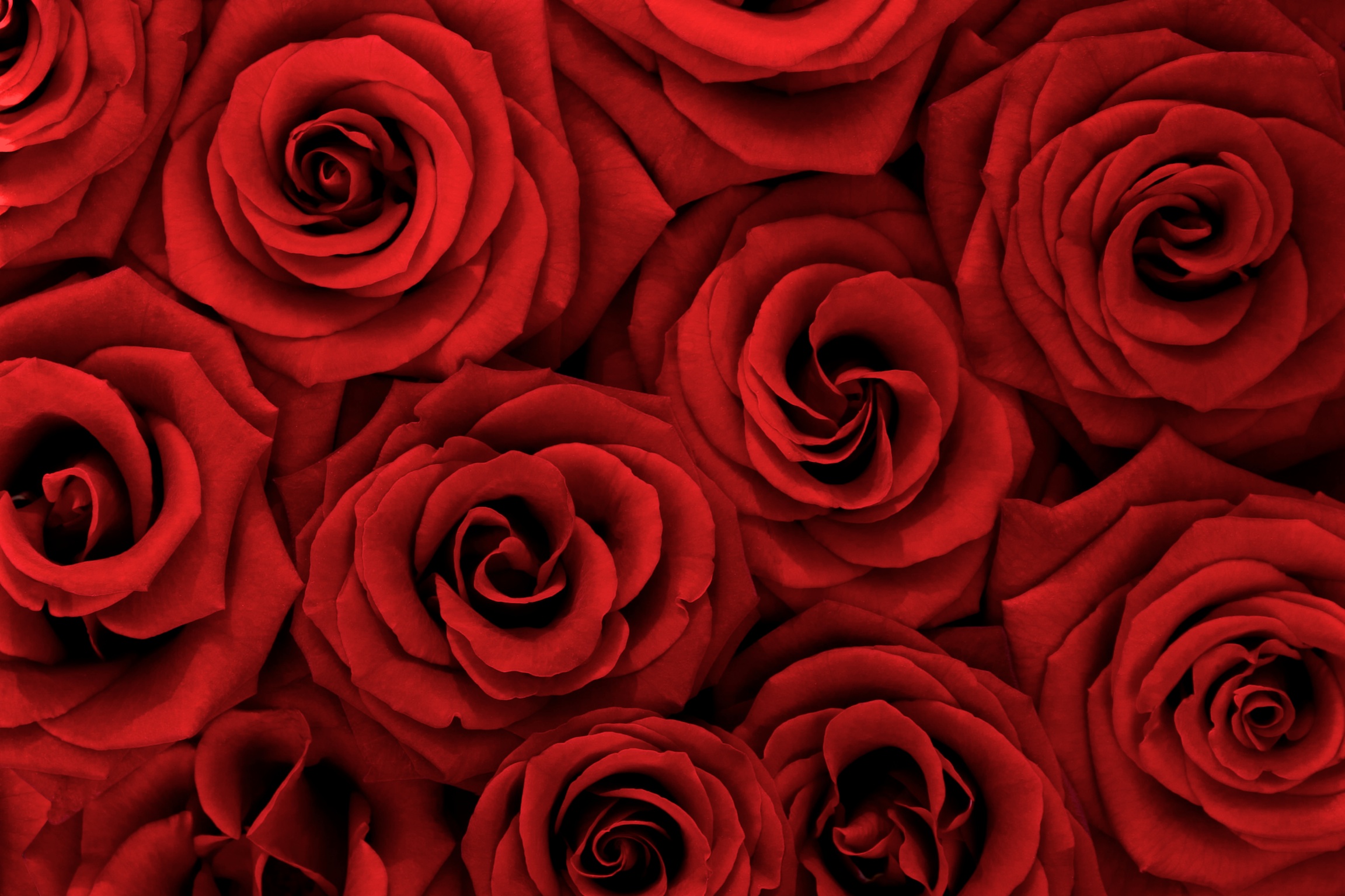 Red Roses' Wallpaper Mural