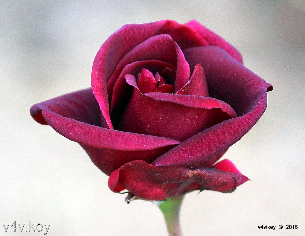 Beautiful Rose Flower Black Pearl Dark Red Rose