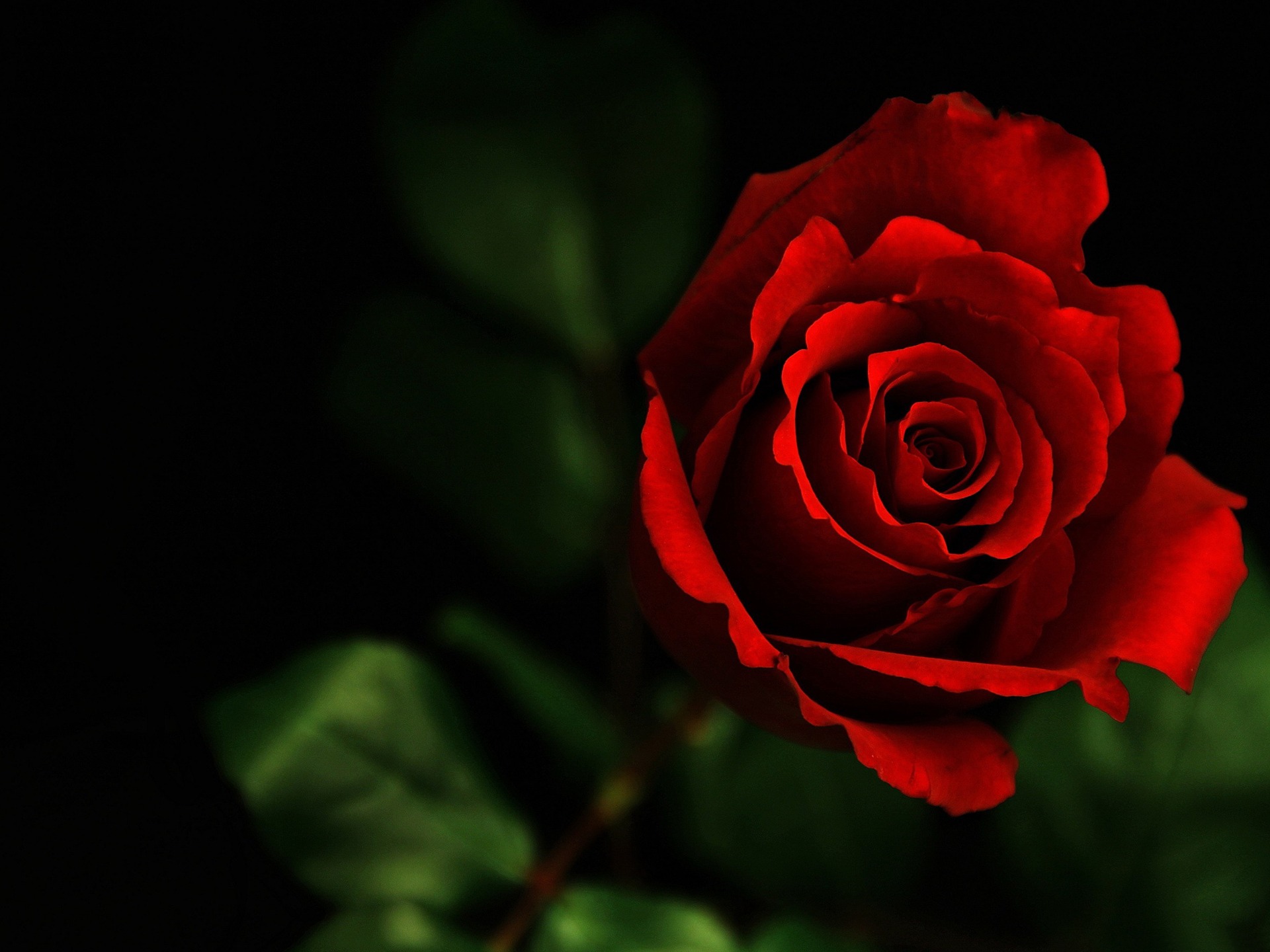 Dark Red Rose Flowers Photography Wallpaper