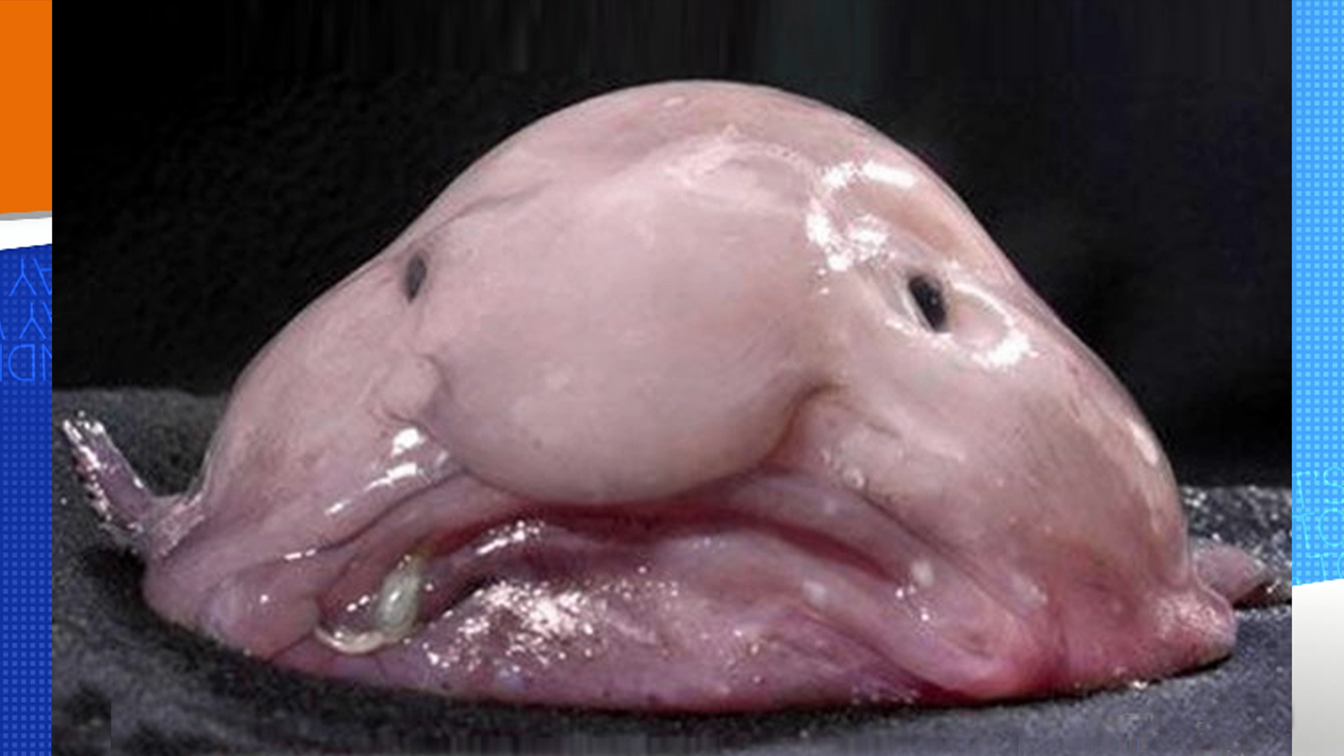 Meet the world's ugliest animal: Blobfish!