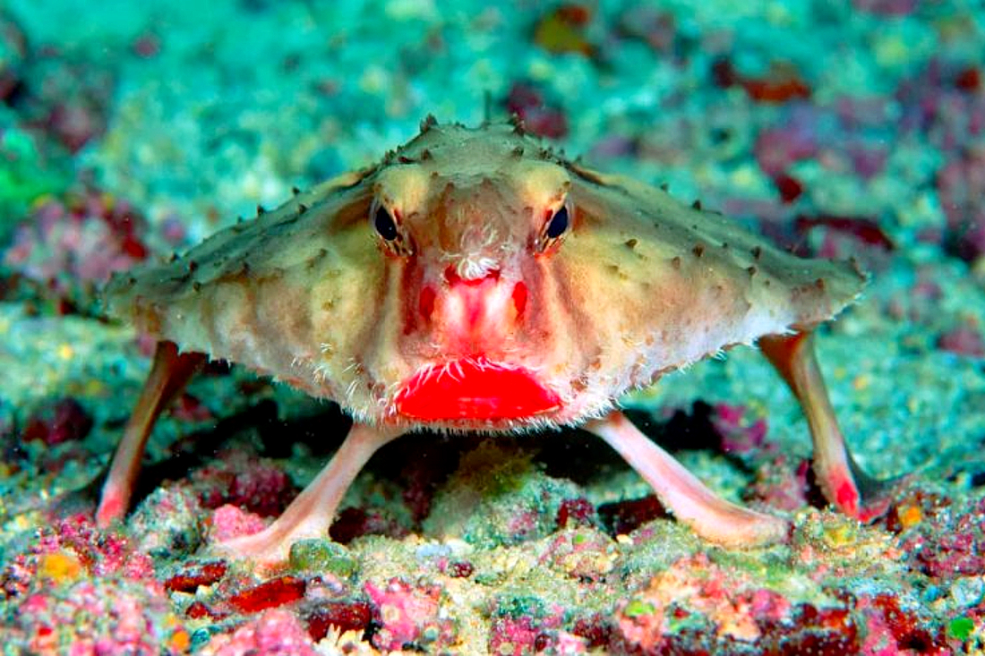 Fish So Ugly Only Their Mothers Can Love Them