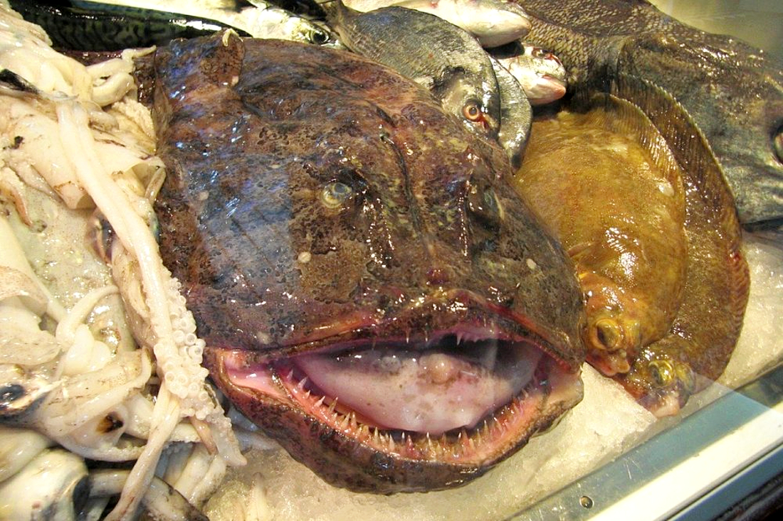 Fish So Ugly Only Their Mothers Can Love Them