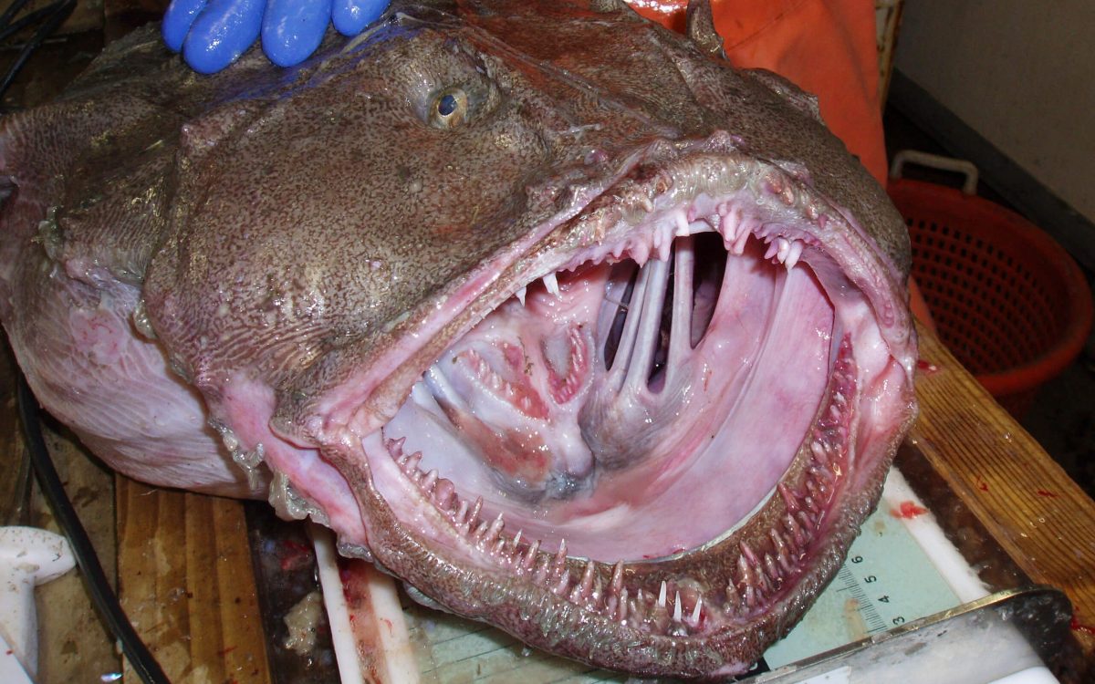Maine fishermen want you to eat more monkfish, even if the fish are hideous