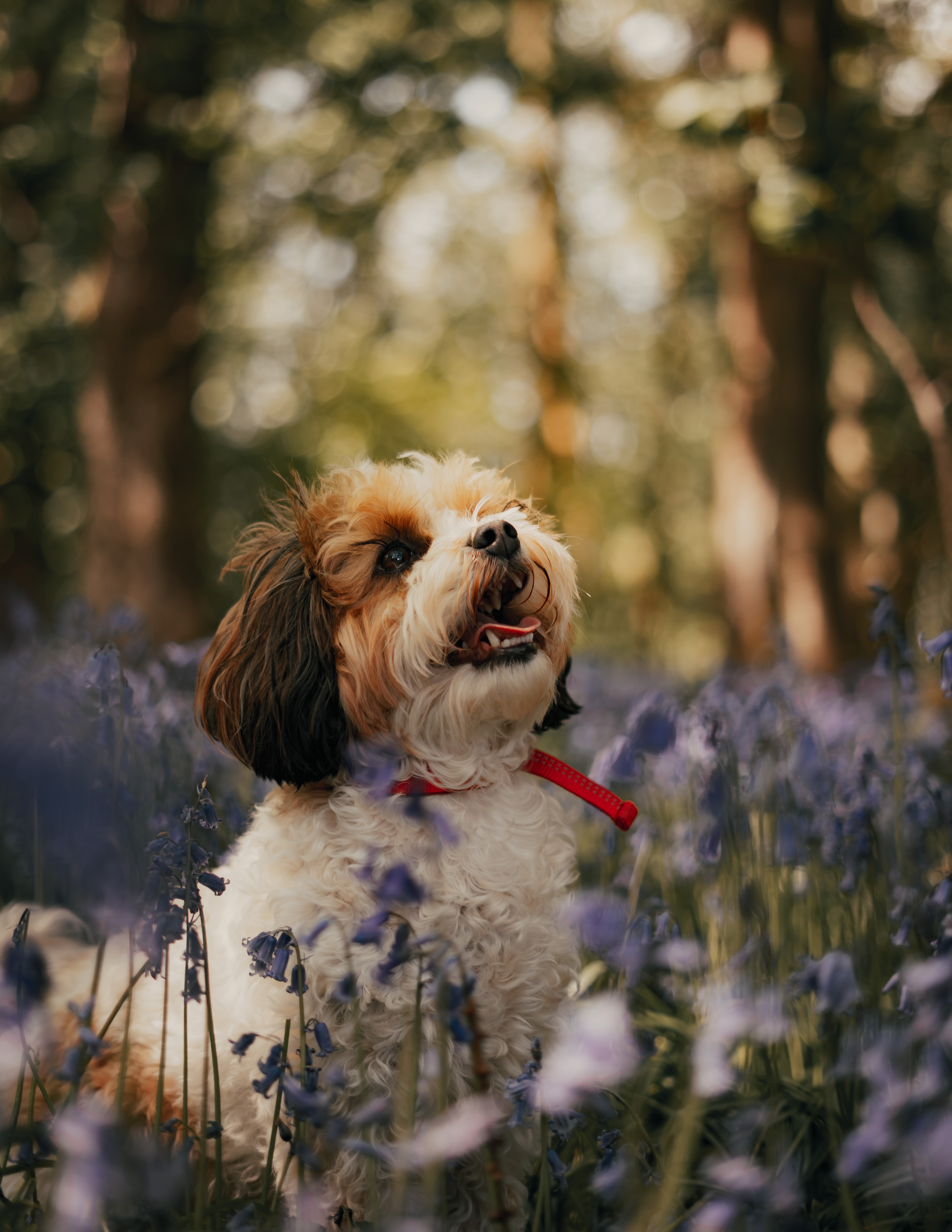 Download wallpaper 4000x5176 cavachon, dog, puppy, flowers HD background