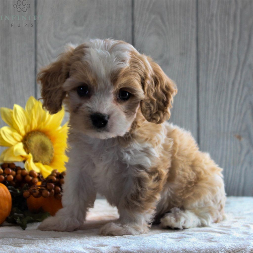 Sonny • Infinity Pups. Cute puppy wallpaper, Cavachon puppies, Cute puppies