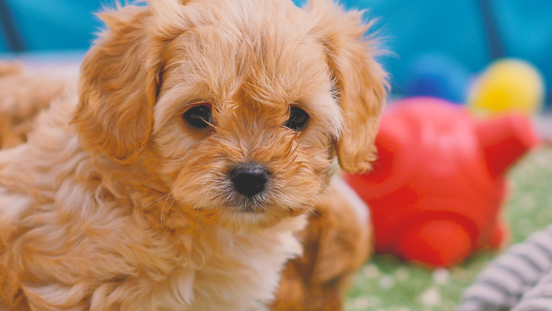Free cavachon puppys, Download Free cavachon puppys png images, Free  ClipArts on Clipart Library
