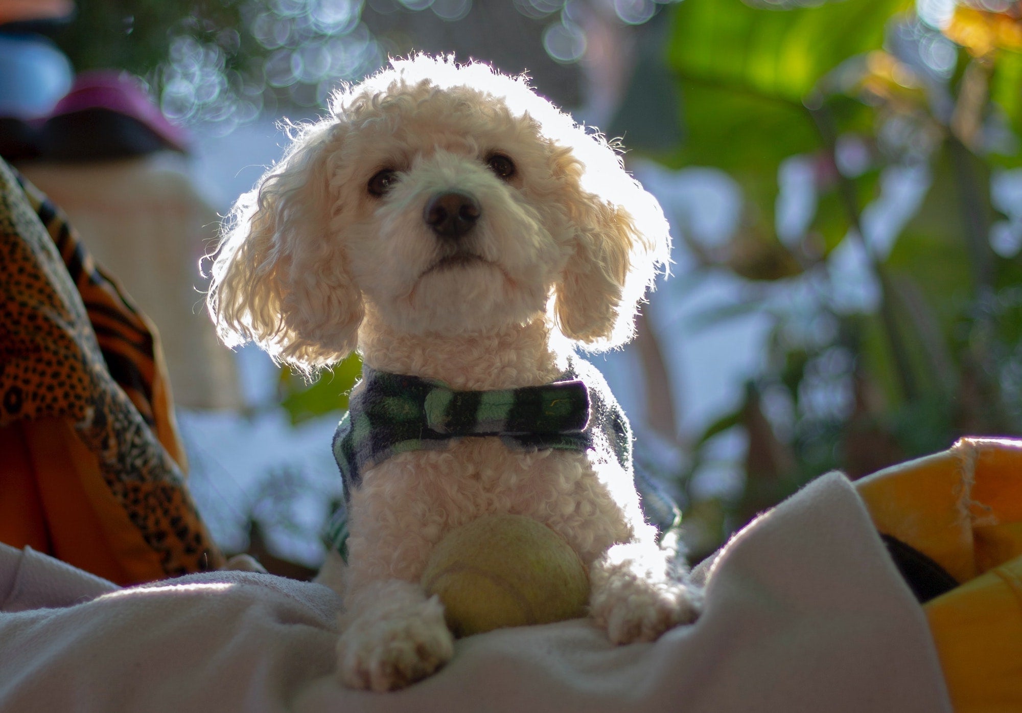 Everything You Need For Your New Cavachon Puppy. Lords & Labradors