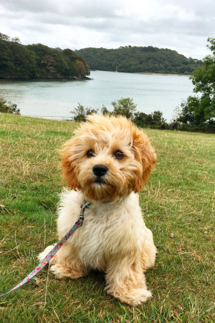 Cavachon Wallpapers - Wallpaper Cave