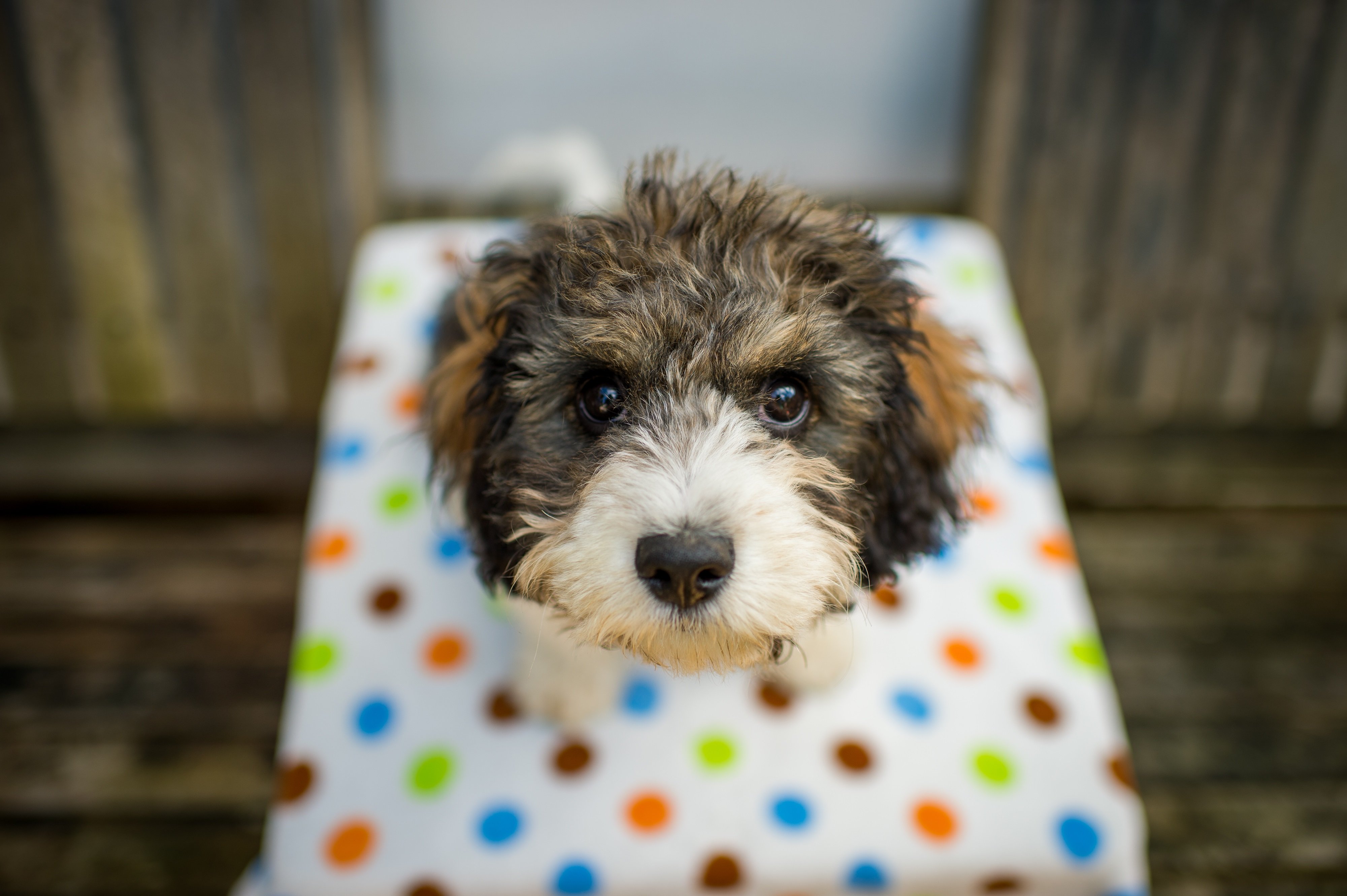 Cavachon Mixed Dog Breed Picture, Characteristics, & Facts