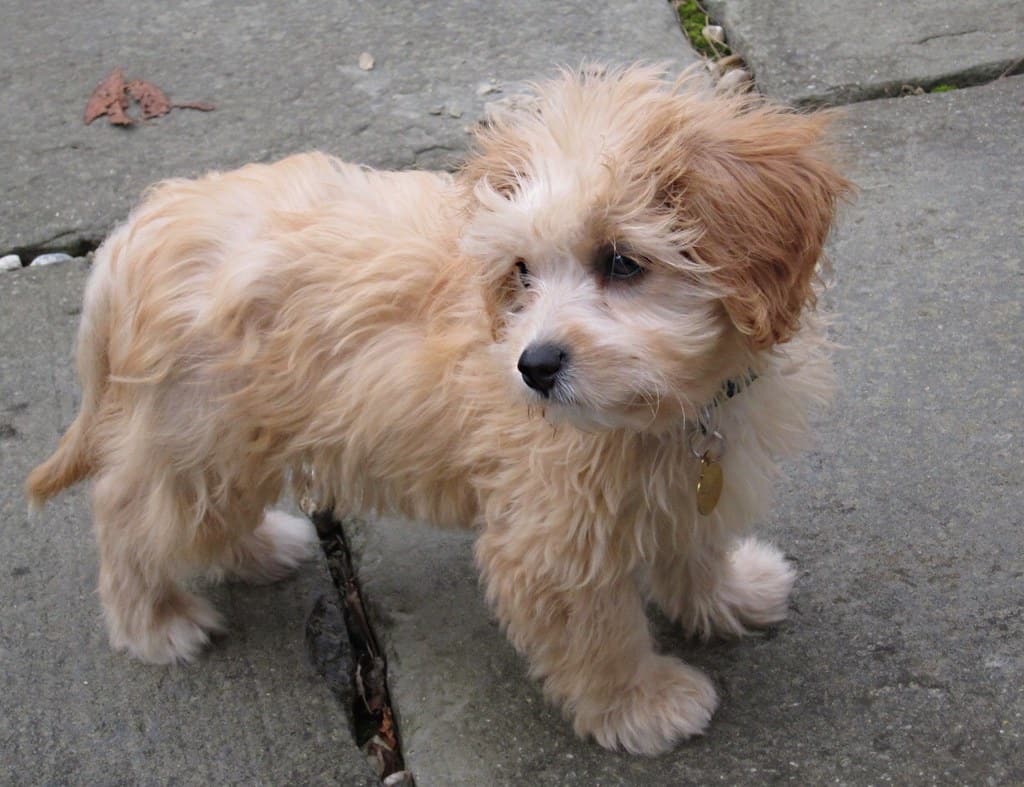 Sweet Cavachons girl available... - Lisas Fancy Paws puppies | Facebook