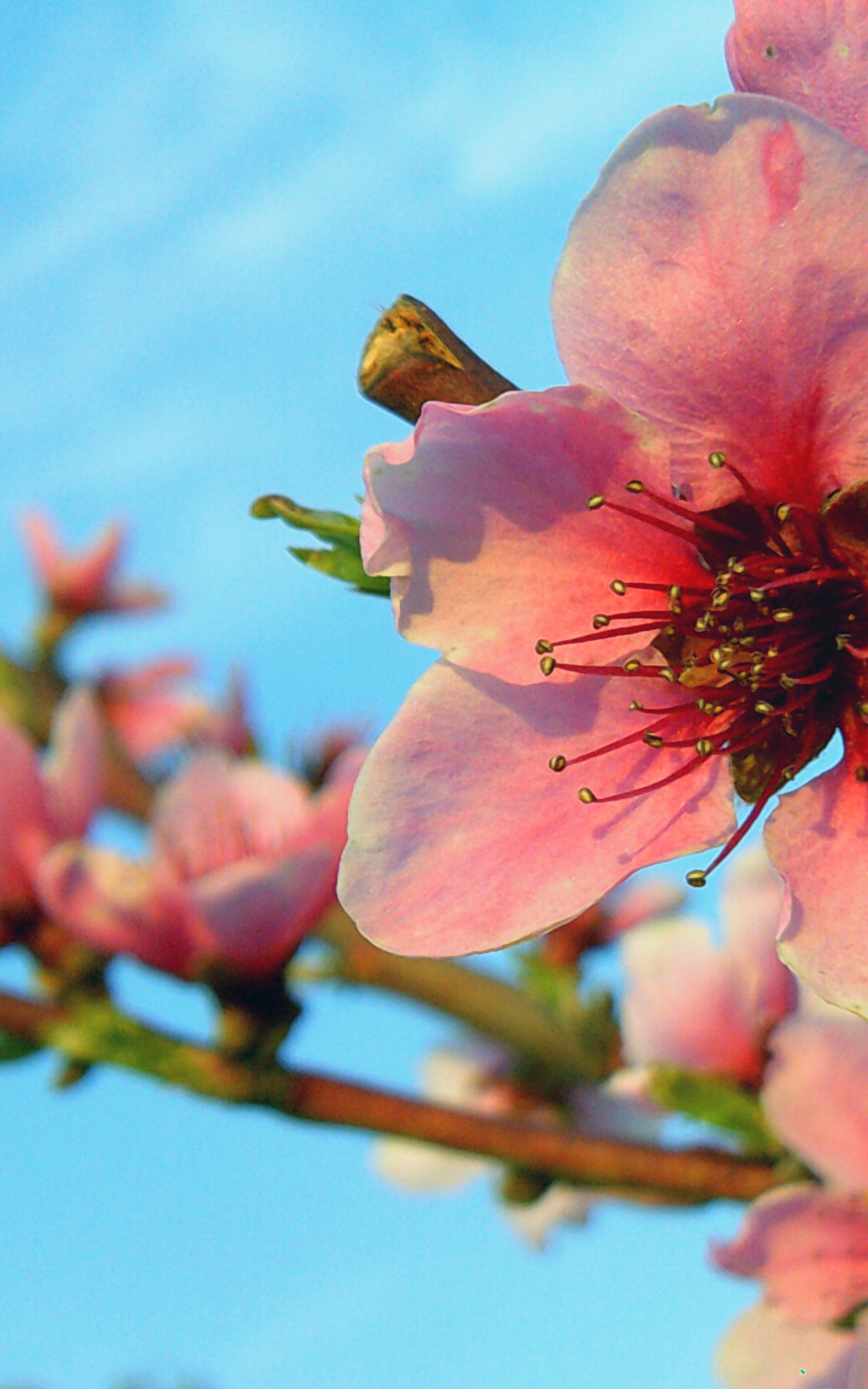 Solid Spring Wallpapers - Wallpaper Cave