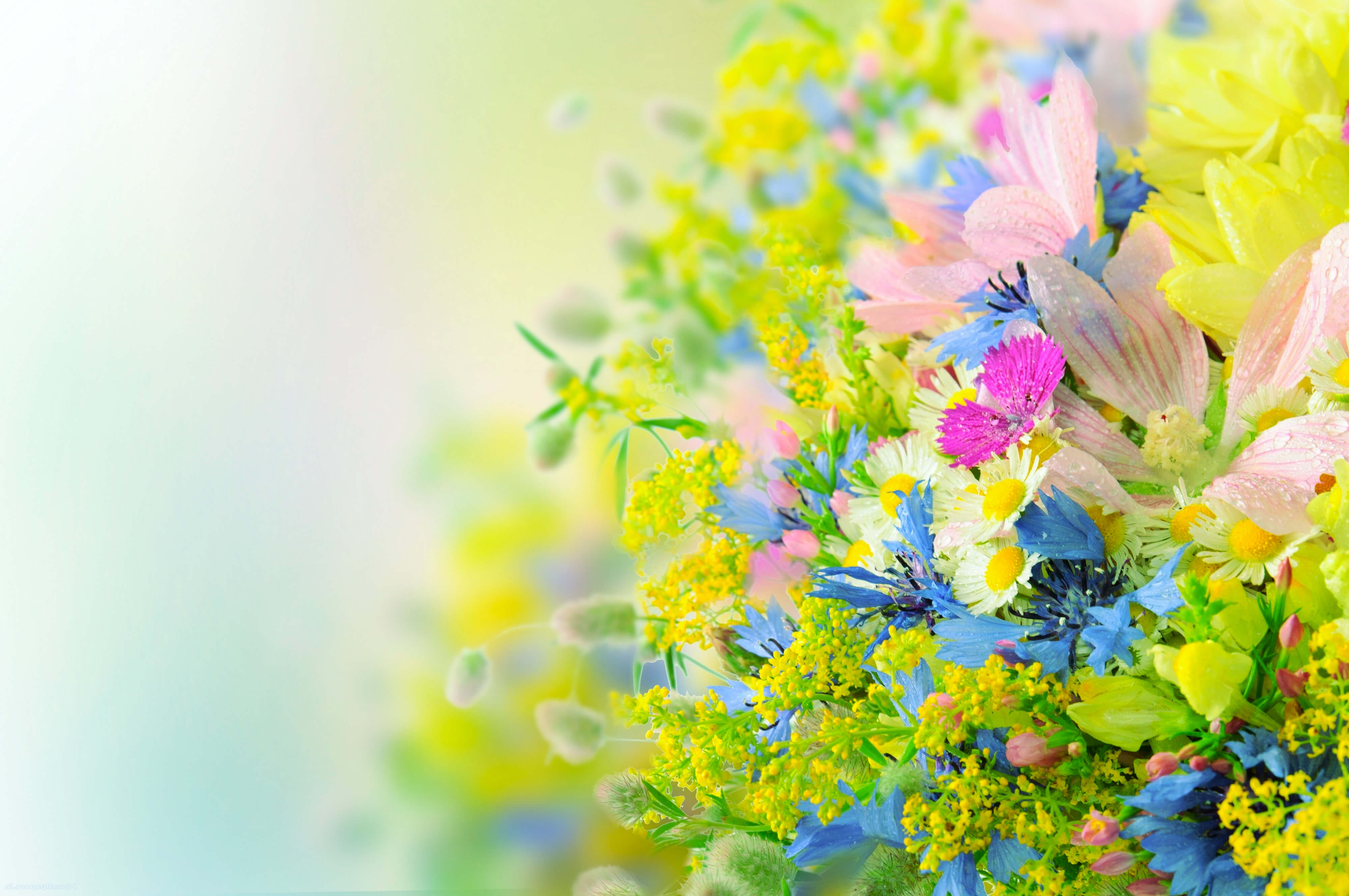 Beautiful Bright Flowers HD Wallpaper Wallpaper High Resolution Wallpaper & Background Download