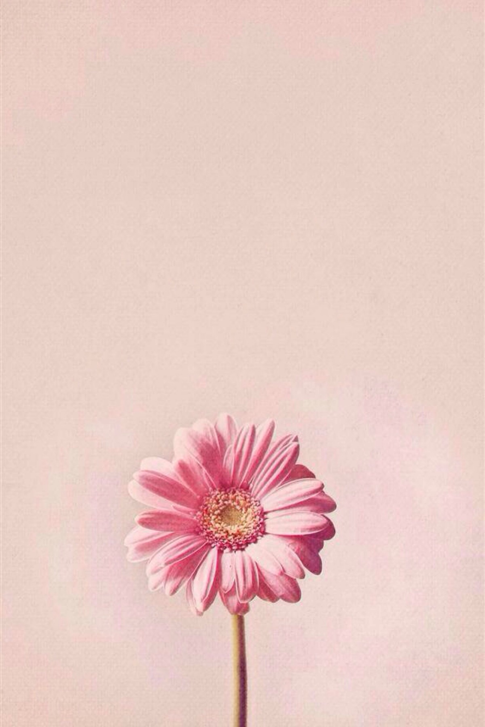 Simple Flower Phone Wallpaper