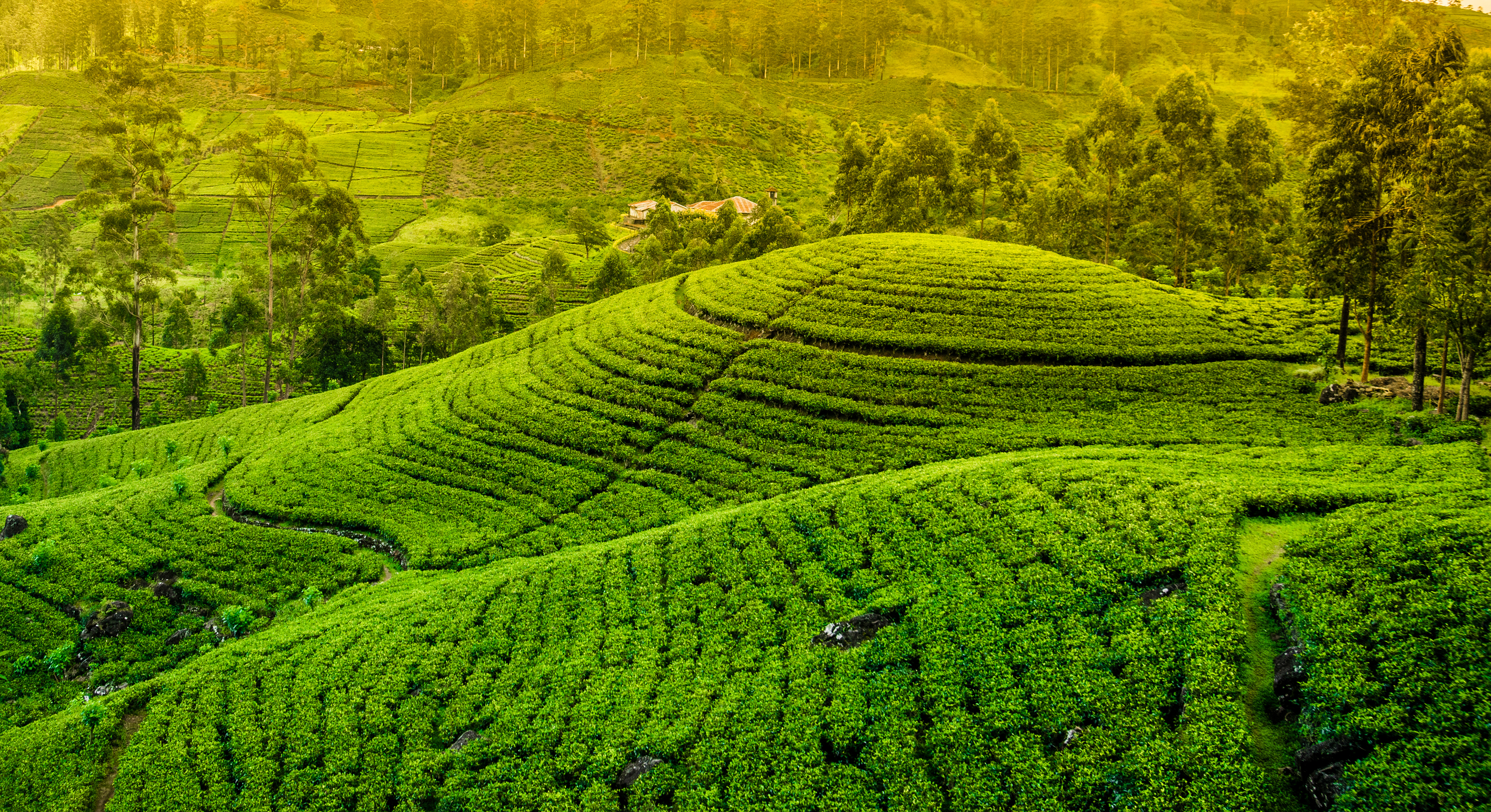 Man Made Tea Plantation HD Wallpaper