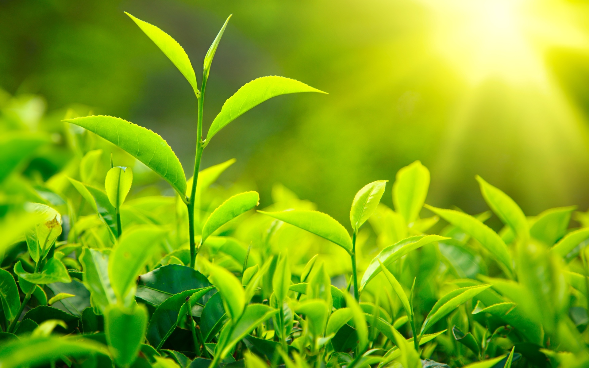 tea, Leaves, Nature, Plants, Green, Sunlight, Drinks Wallpaper HD / Desktop and Mobile Background