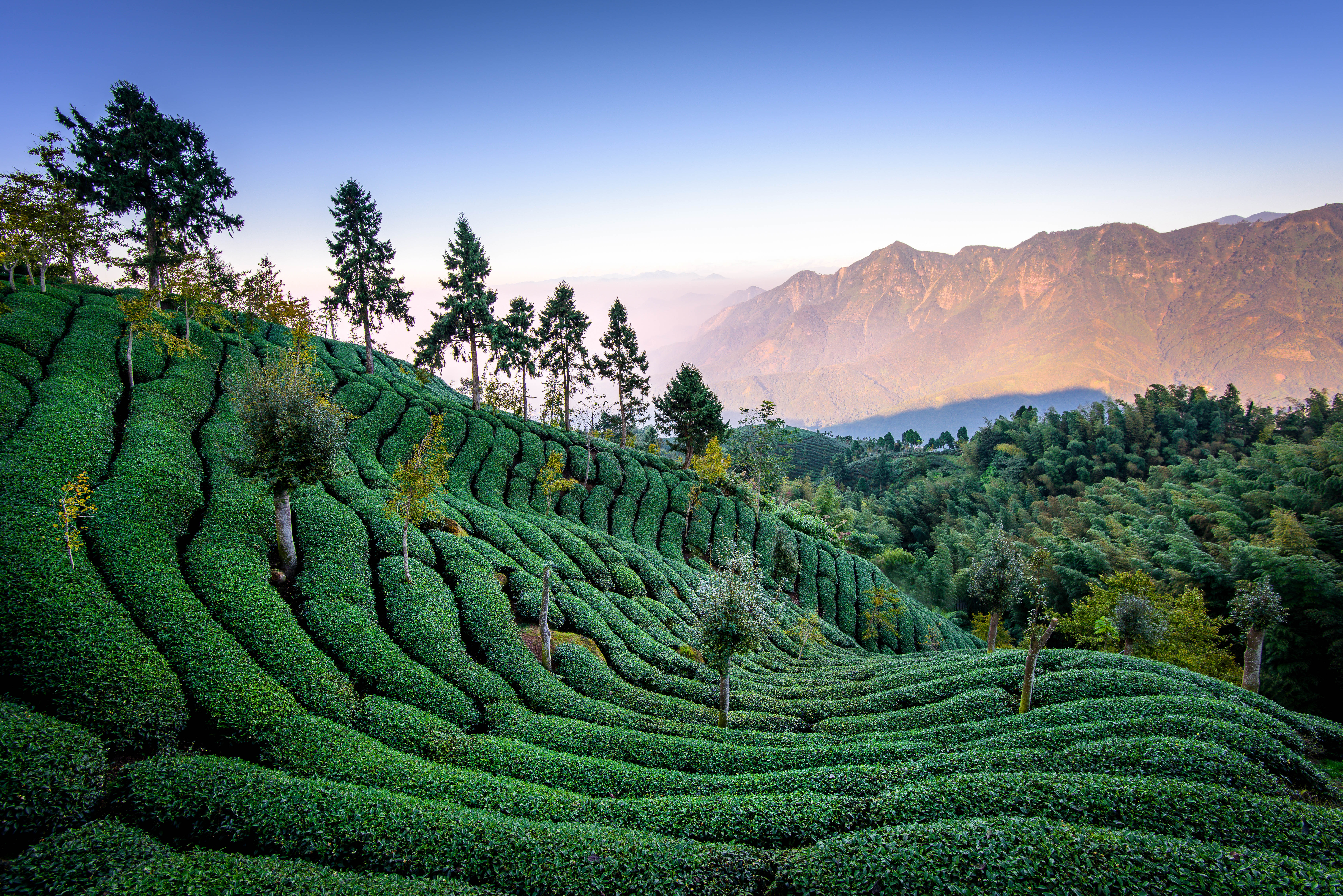 Tea Plantation Wallpaper
