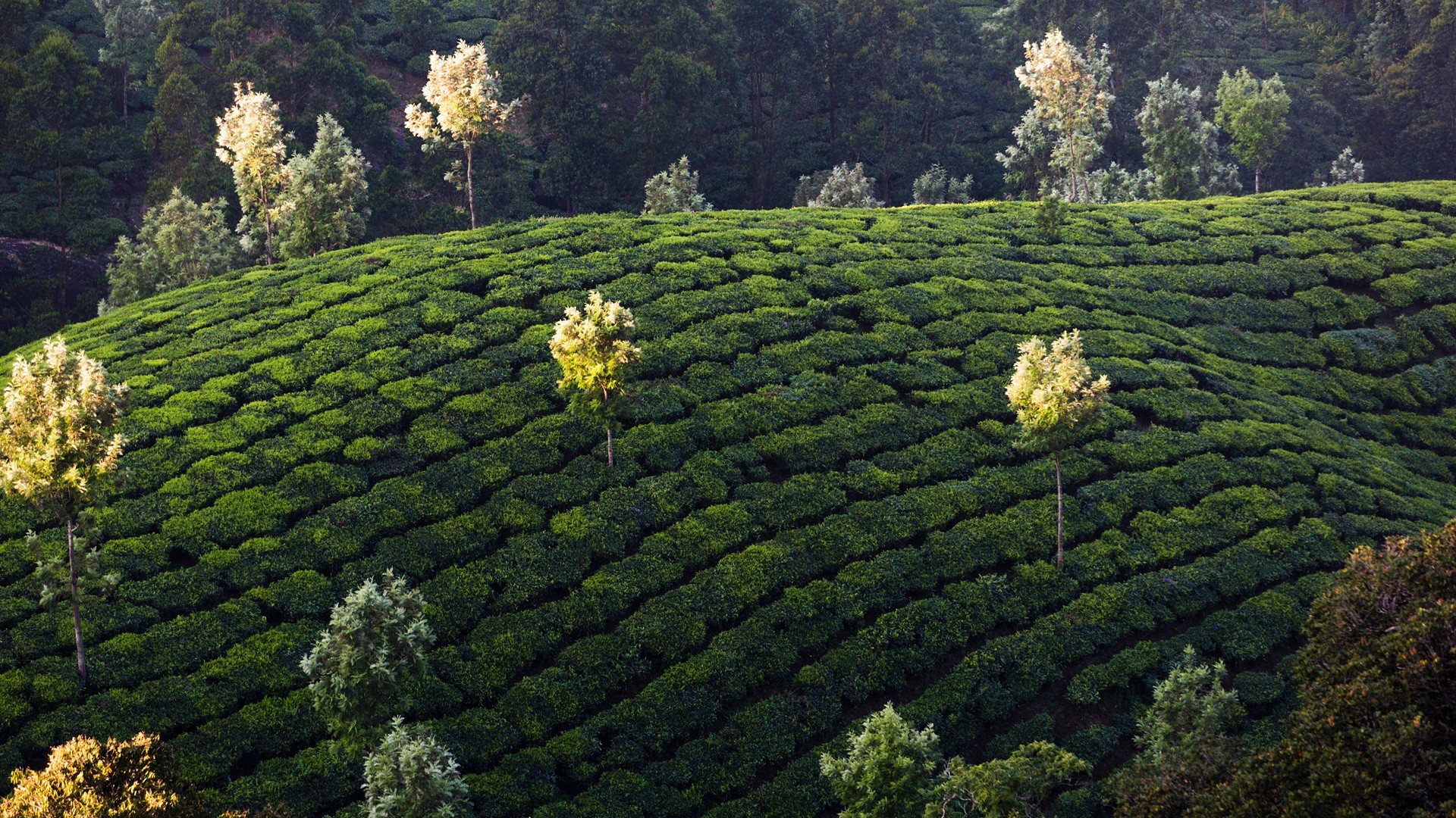 Nature Trees Plants Field Tea Plant Tea India Kerala Wallpaper:1920x1080