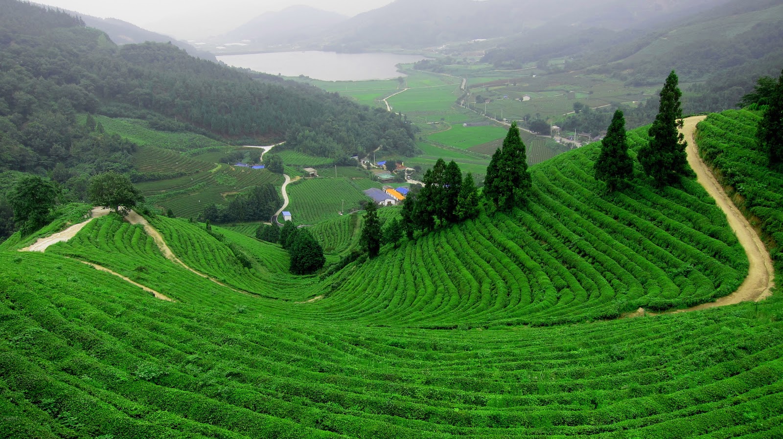 Desktop Wallpaper: Beautiful Green Tea Gardens HD Wallpaper