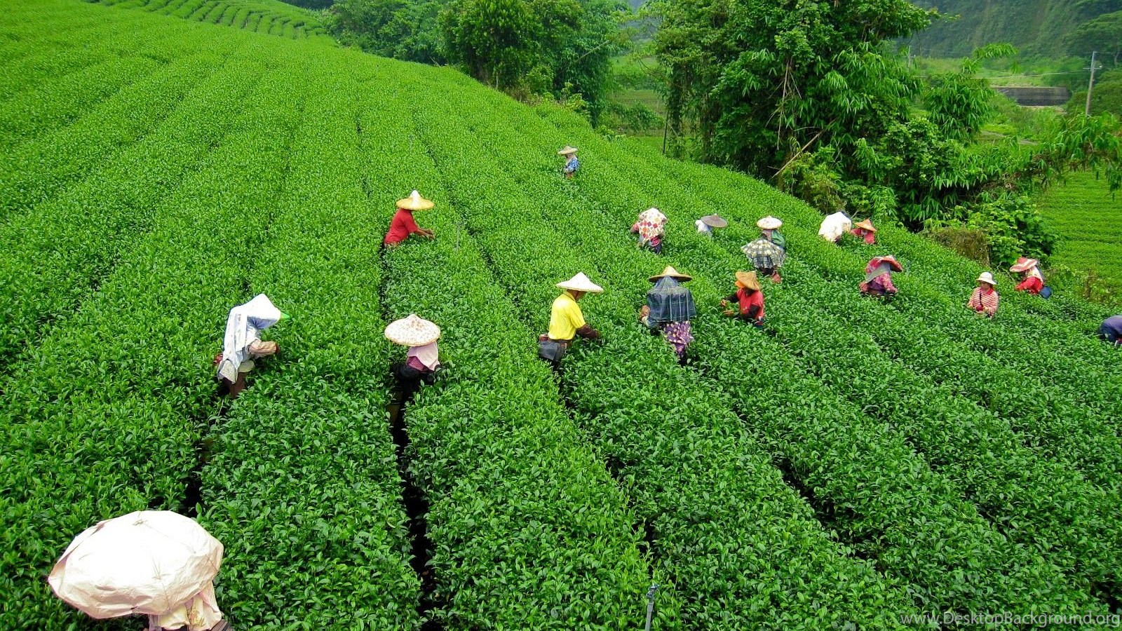 Tea Plantation Wallpaper Wallpaper Popular Tea Plantation Wallpaper Background