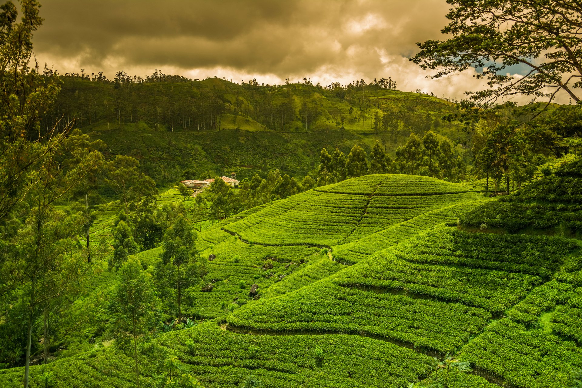 Tea Plantation 3000X2000 Desktop Wallpaper HD Background Image