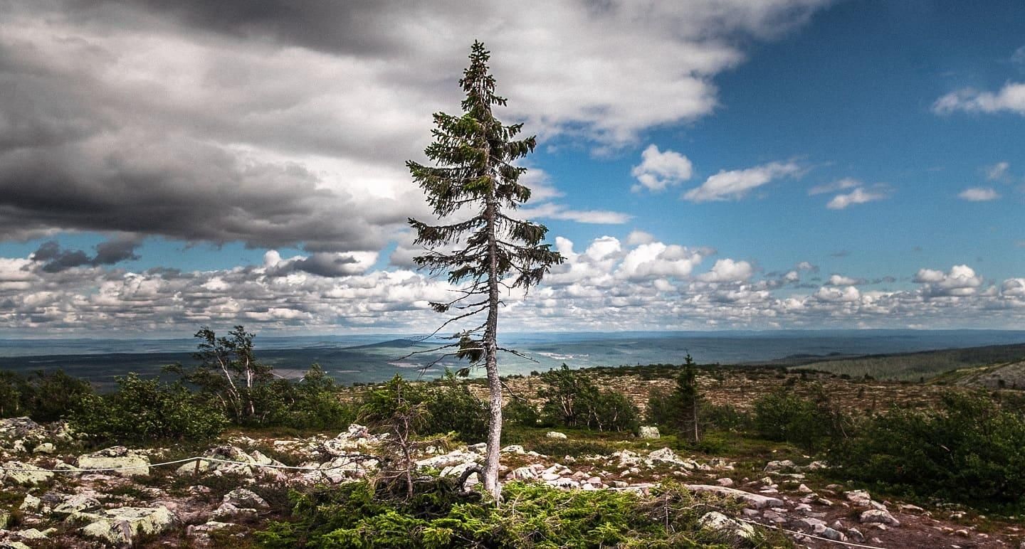 Old Tjikko tree Sweden. Old tjikko, Norway spruce tree, Old tree