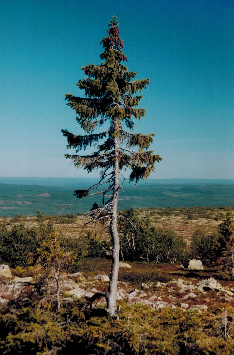 Old Tjikko, The Free Social Encyclopedia