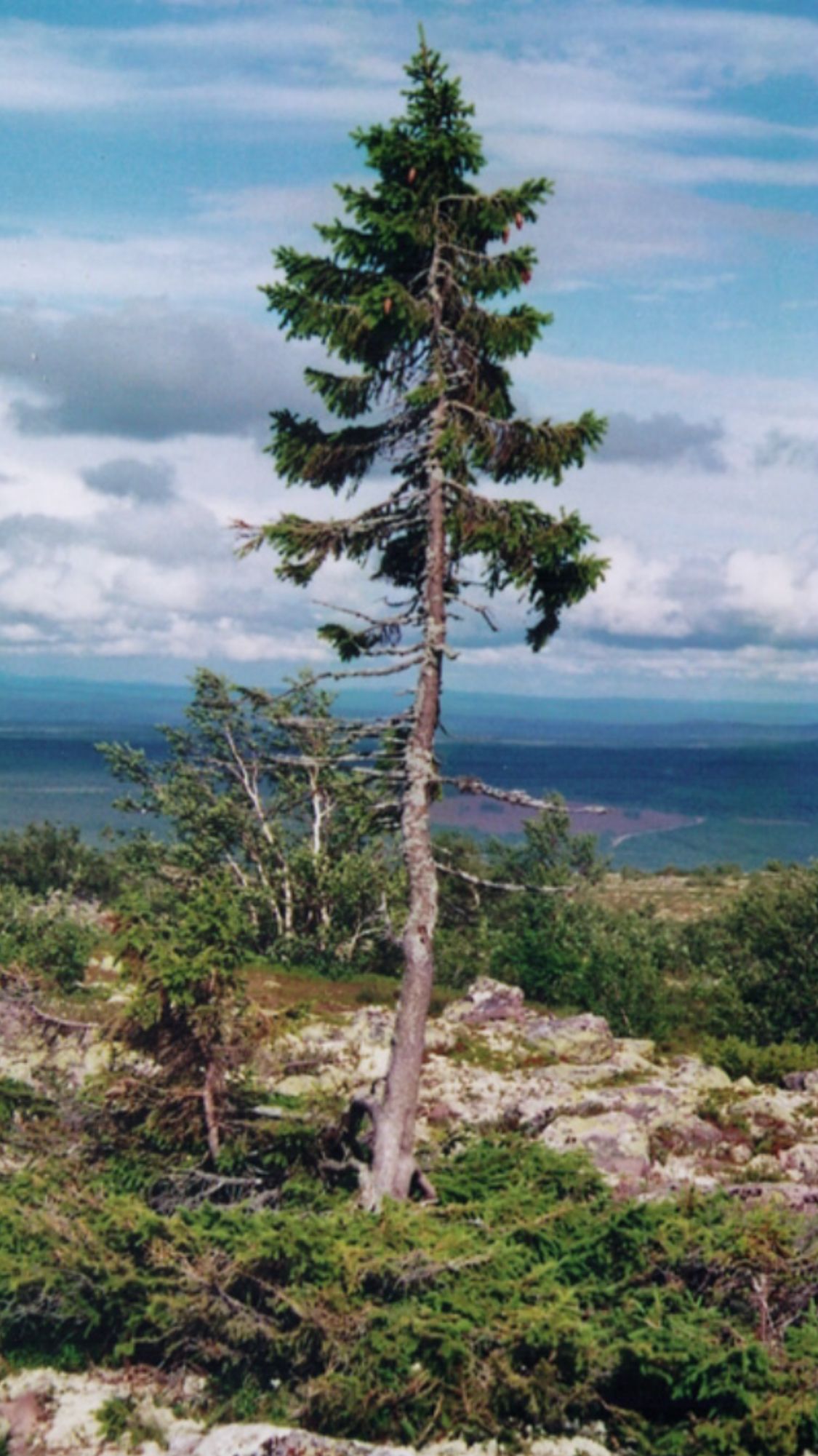 The world's oldest recorded tree is a 9,550 year old spruce in the Dalarna province of Sweden. The spruce tree has shown. Old tjikko, Norway spruce, Famous trees