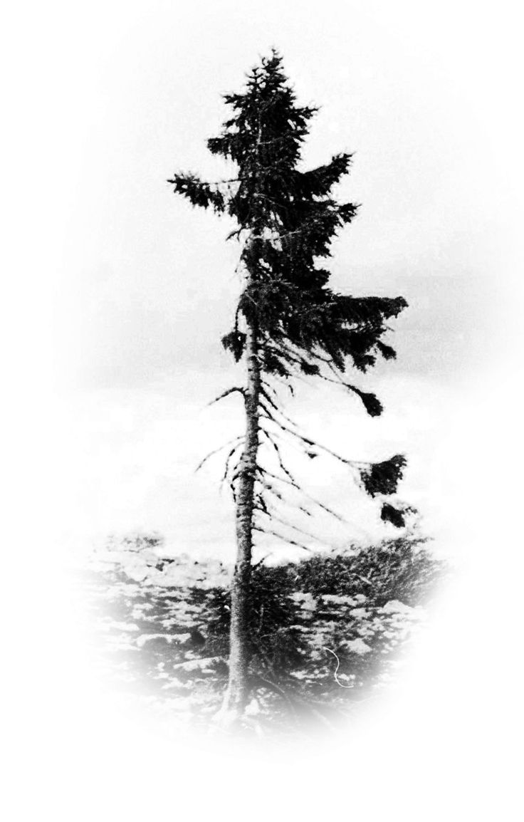 wikiimage. Old tree, Old tjikko, Norway spruce tree