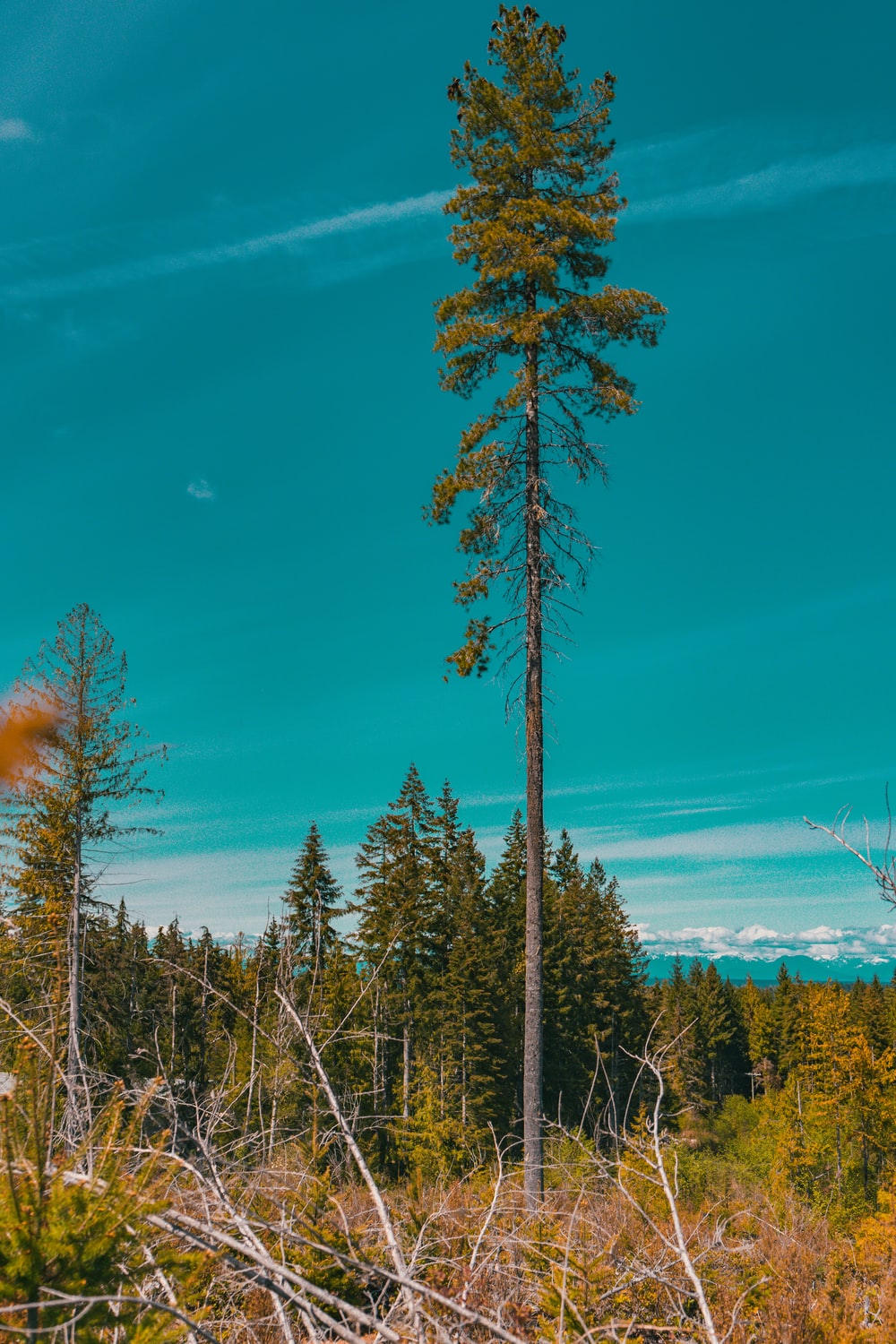 green and brown trees under blue sky during daytime photo