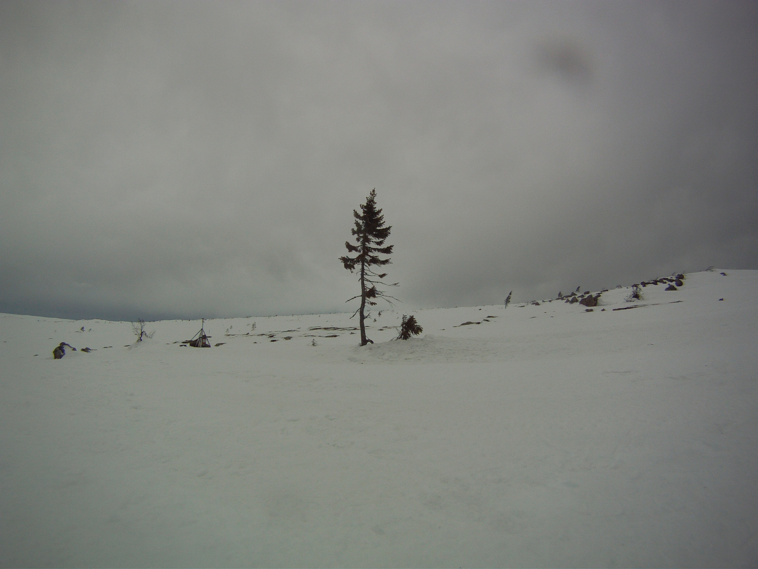 How firm Old Tjikko relates to Japanese aesthetics Nordic Countries Outdoor Blog