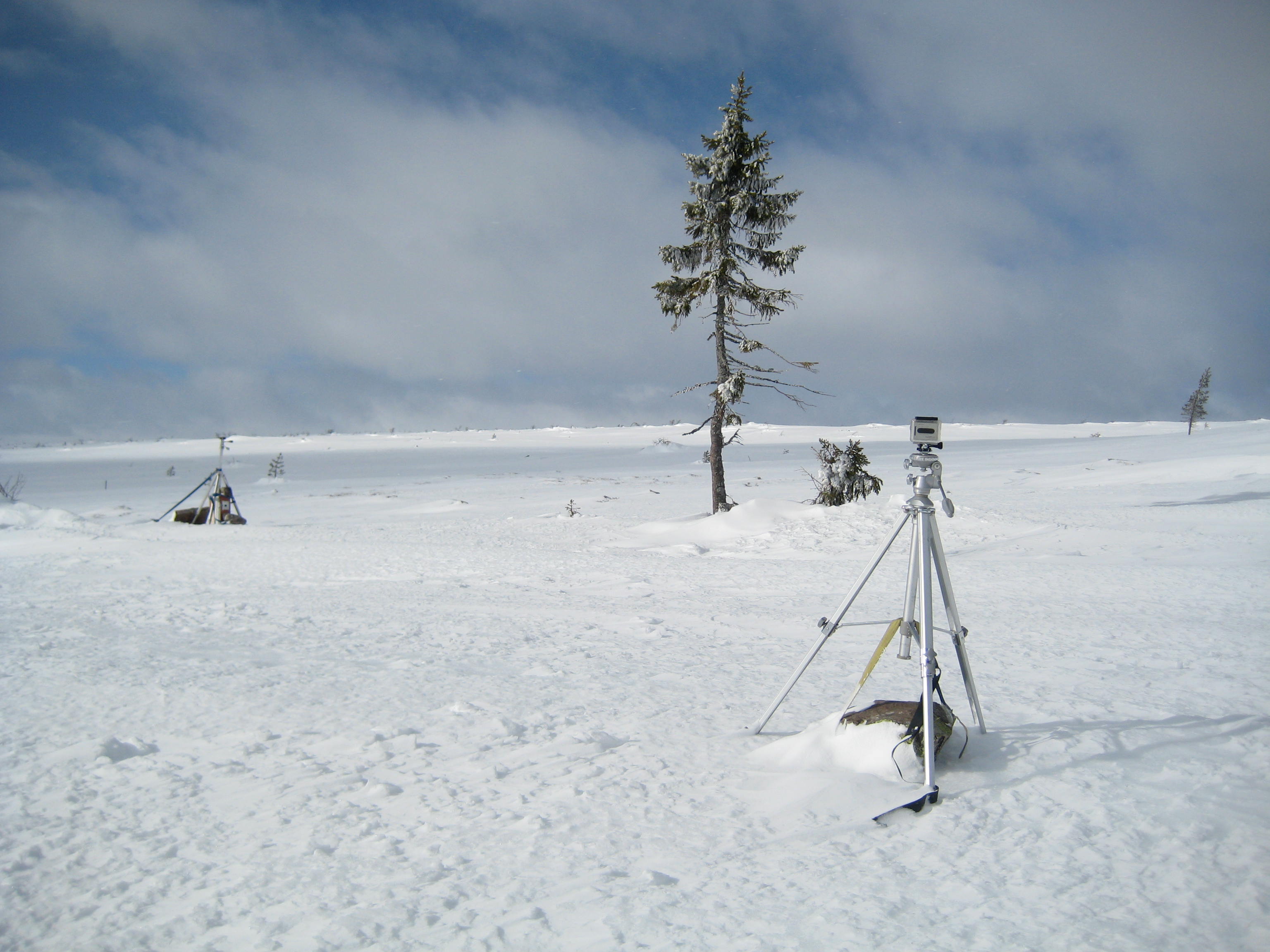 Old Tjikko Wallpapers Wallpaper Cave