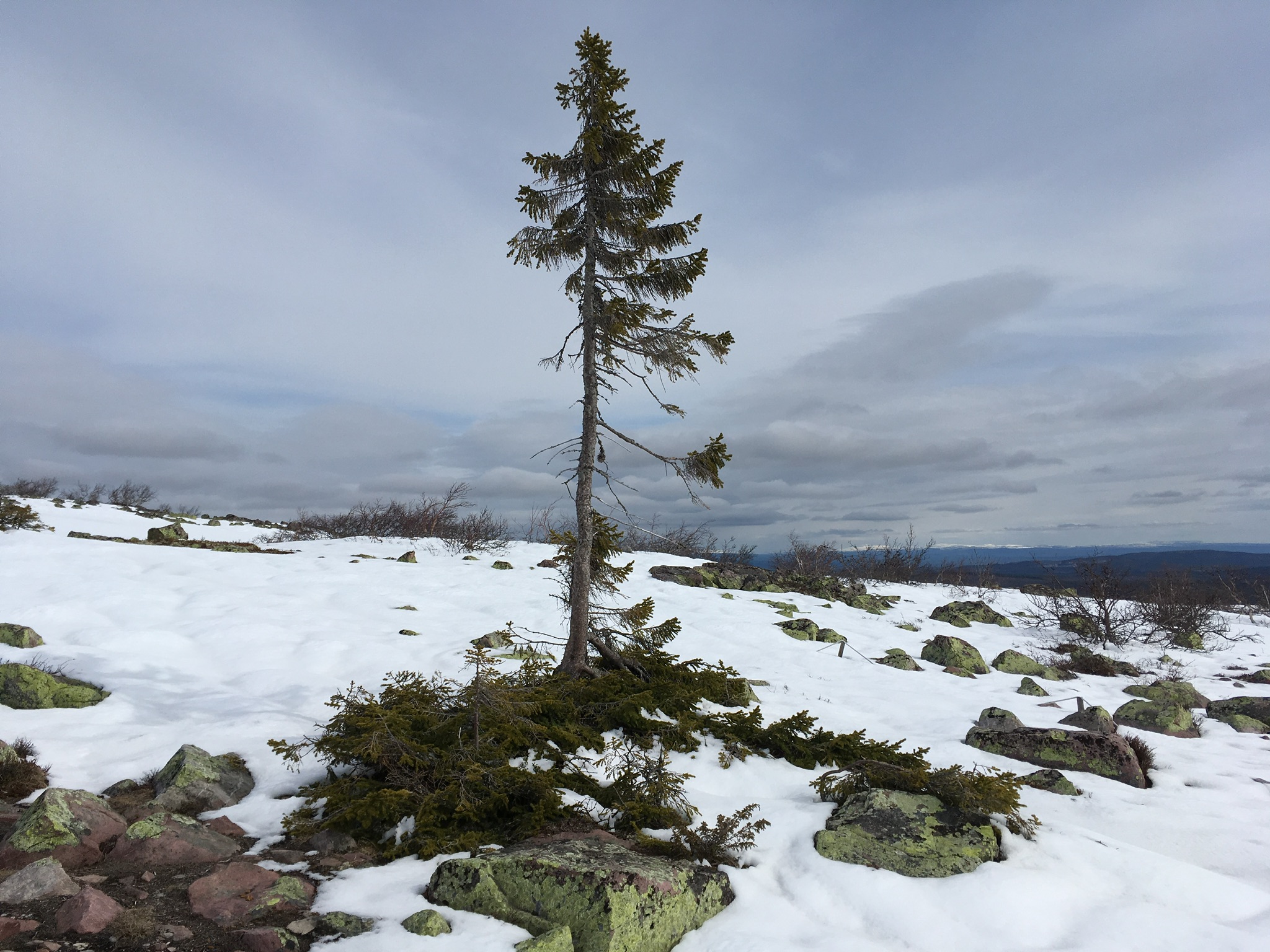 Meetings with Remarkable Trees