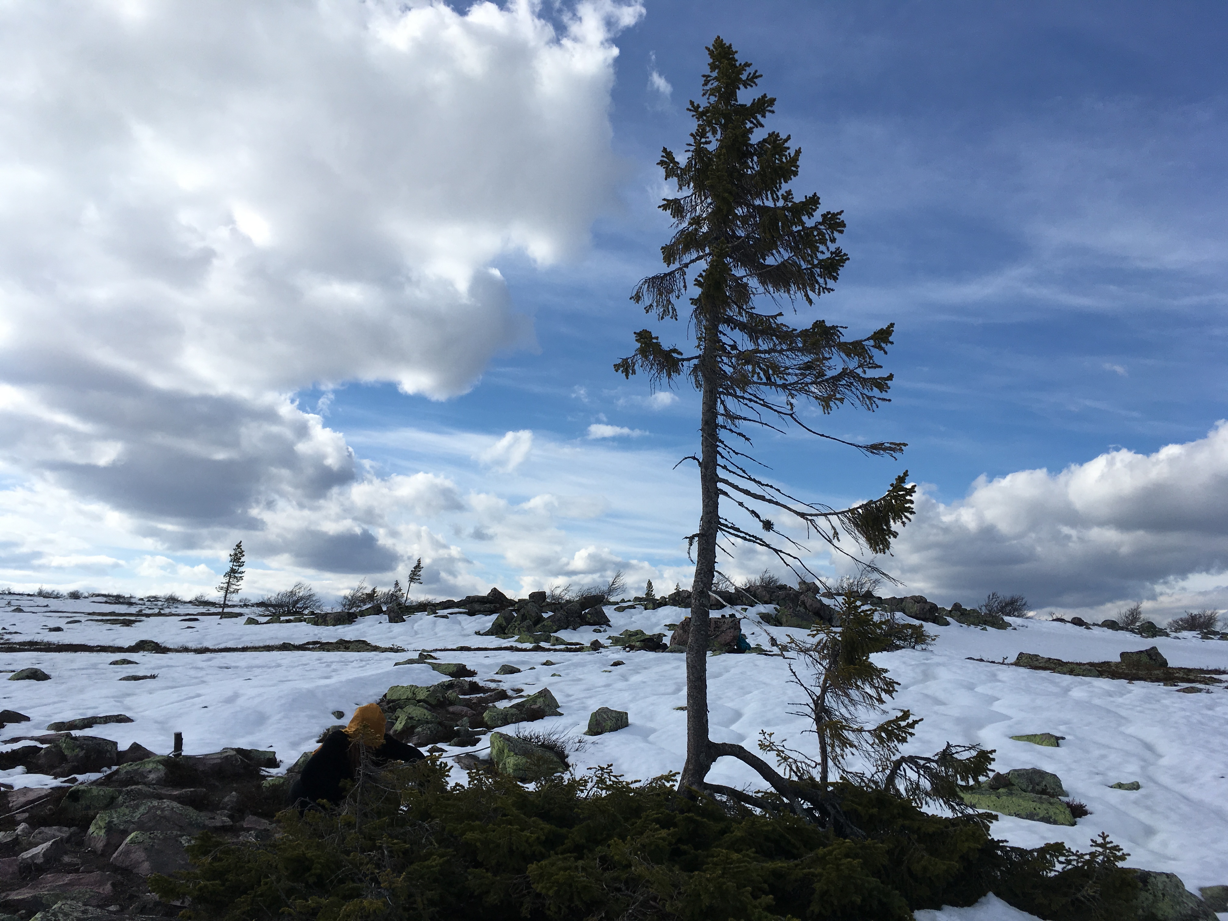 Meetings with Remarkable Trees