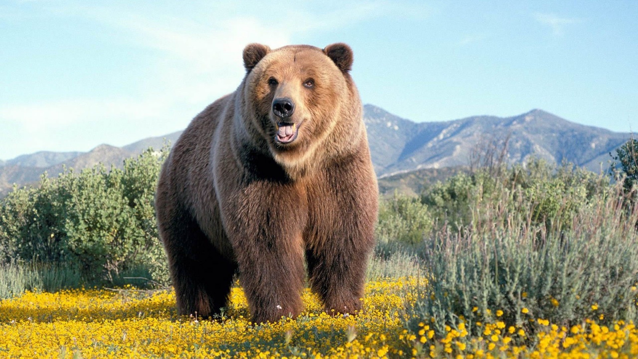 Wild Bears Wallpaper