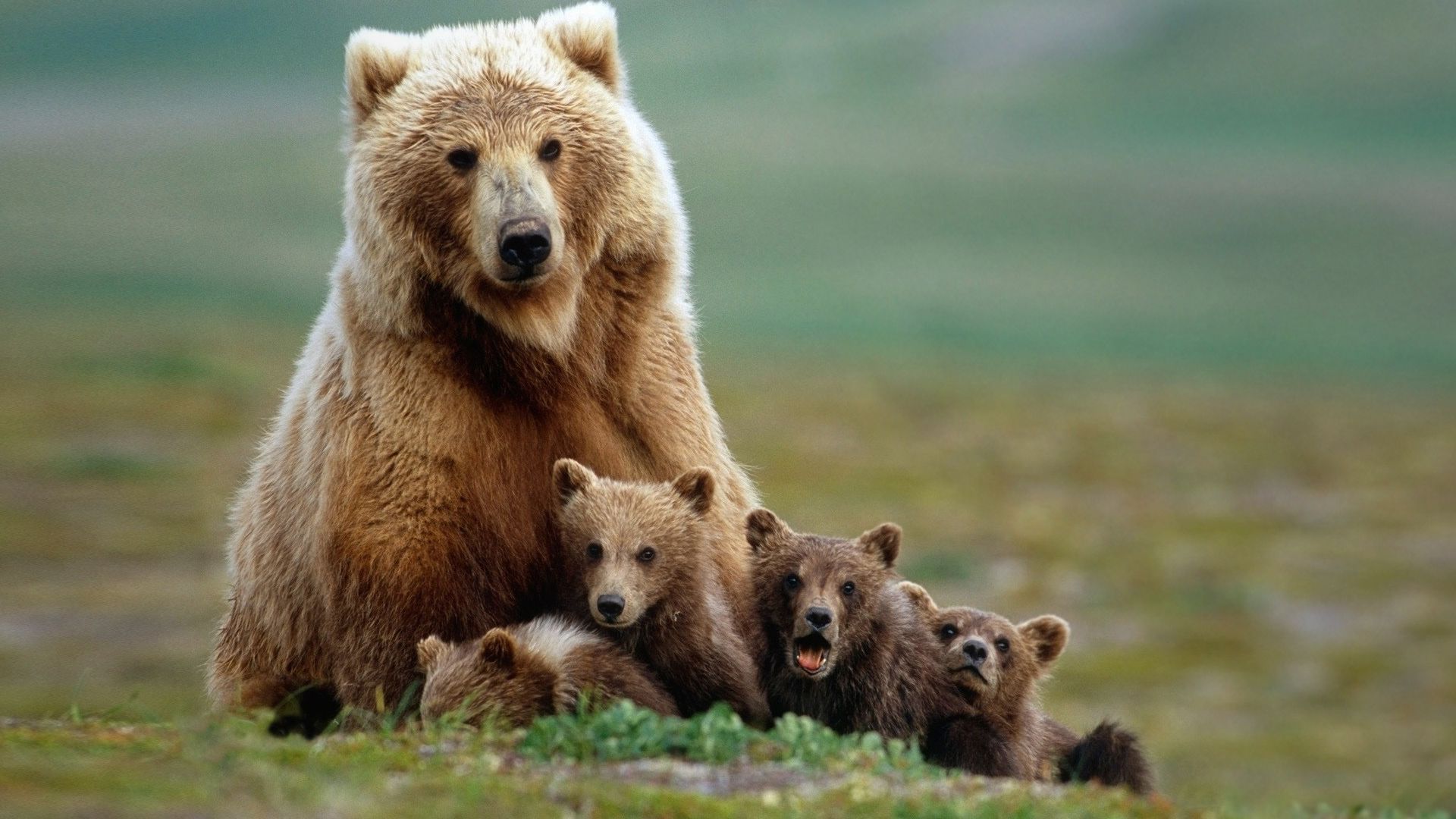 Wild Bear Wallpaper