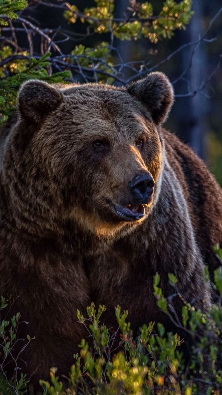 Animals Wallpaper