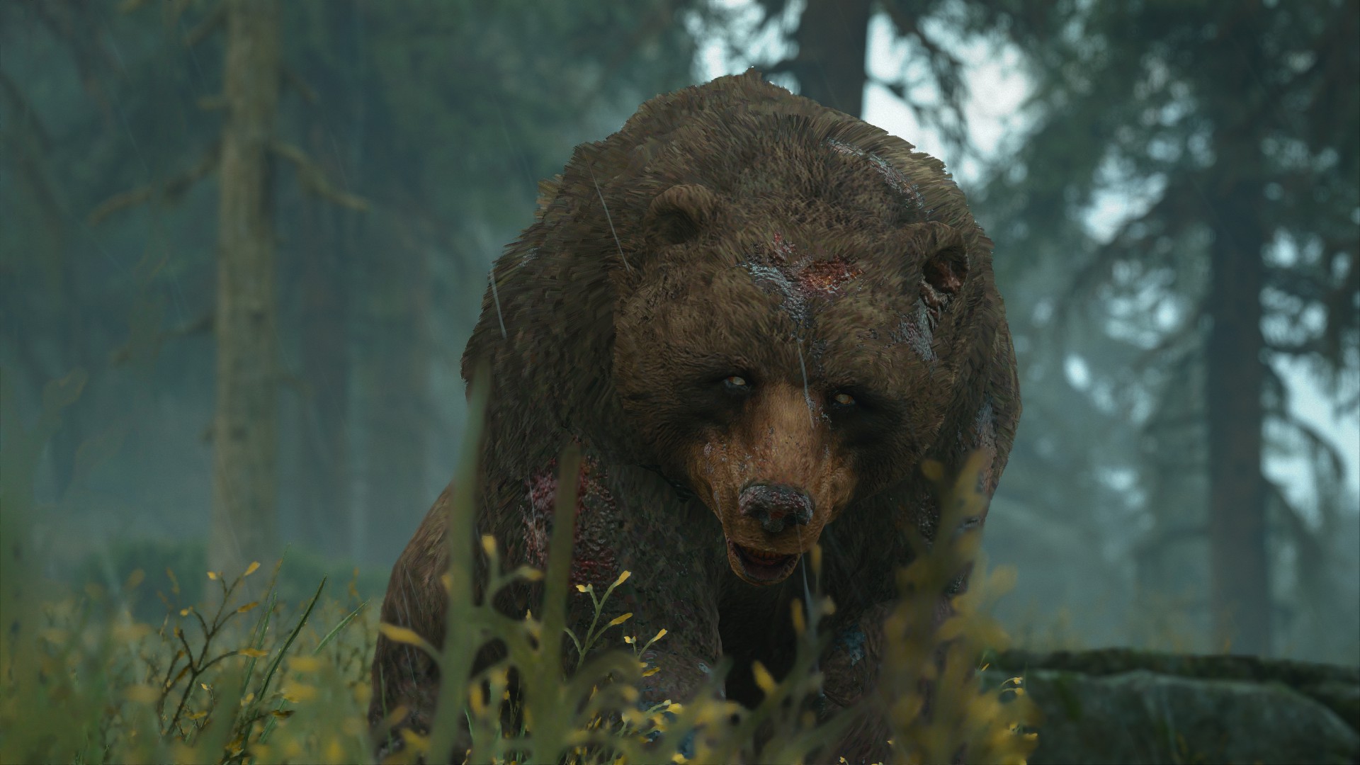 Wild bear