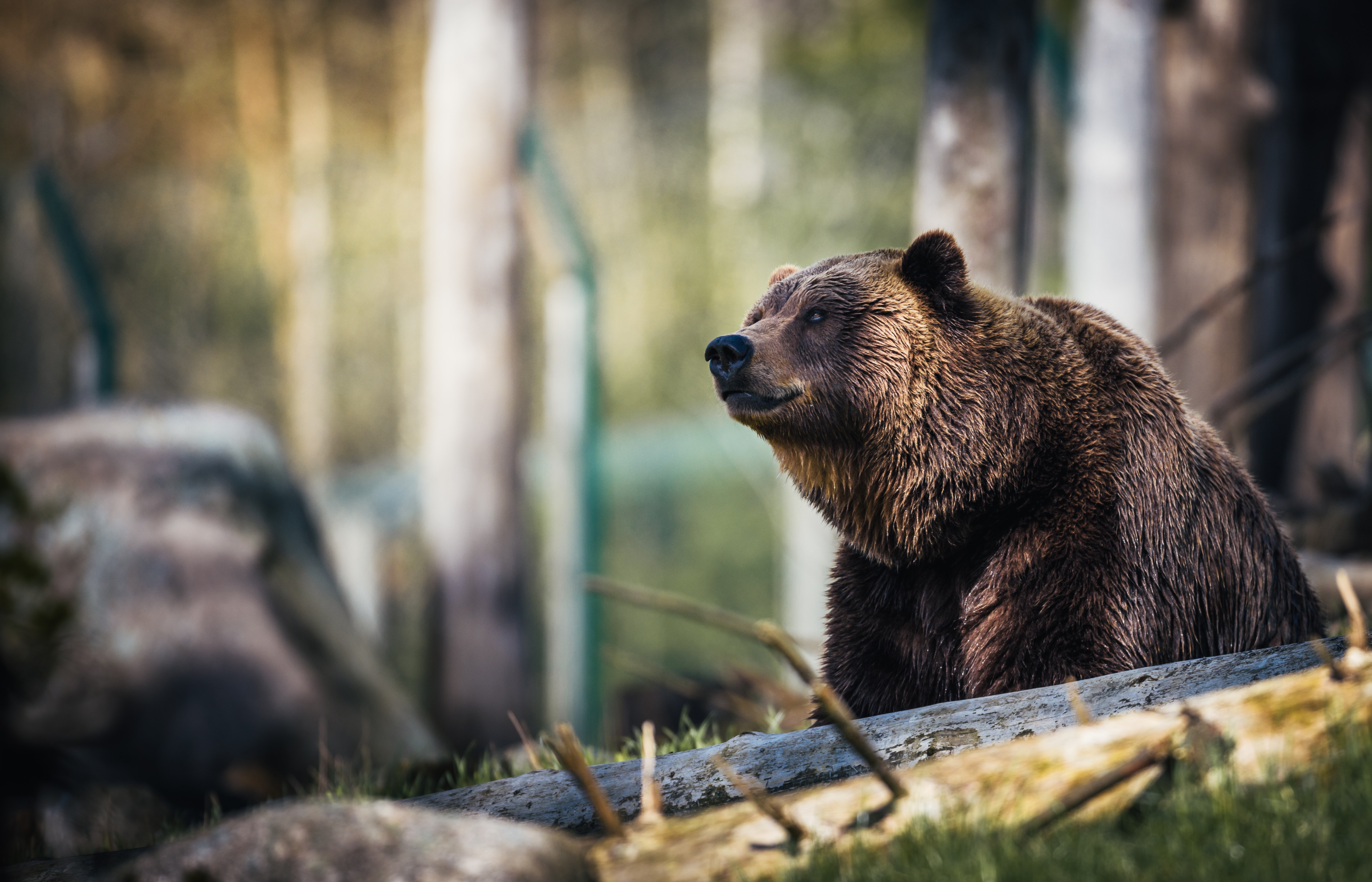 Best Bear Photo · 100% Free Downloads