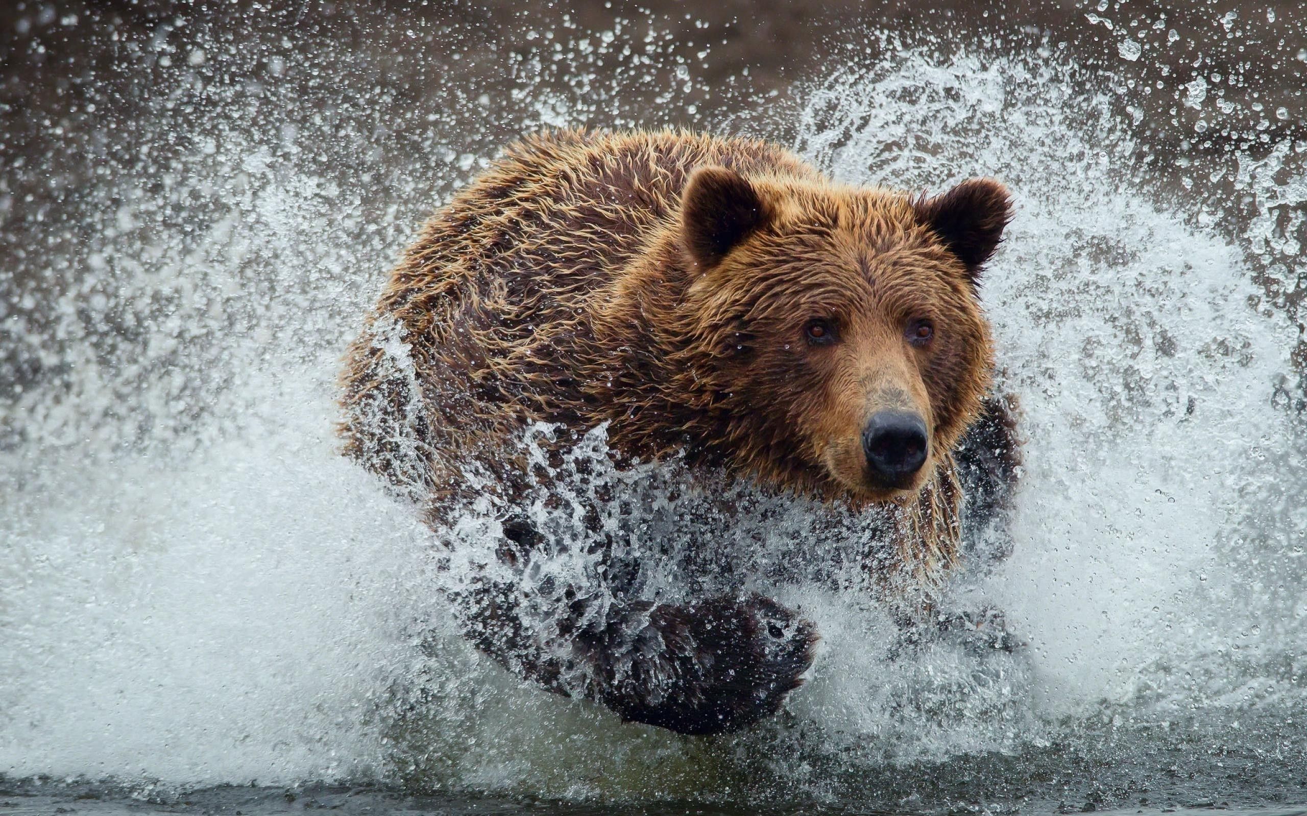 Water animals wet grizzly bears running bears wild animals. HD Wallpaper. Brown bear, Bear picture, Animals wild