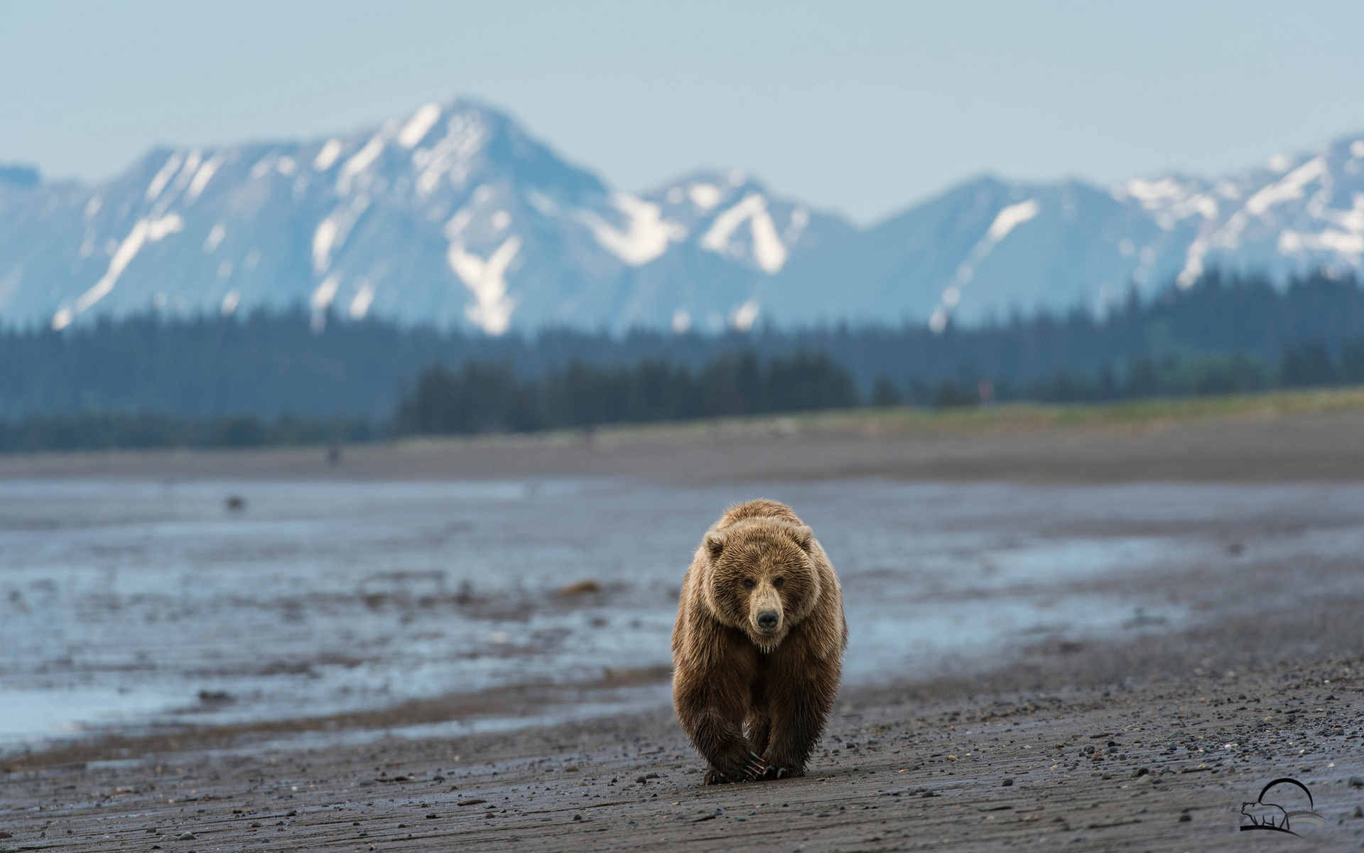 Bear Wilds wallpaperx1200