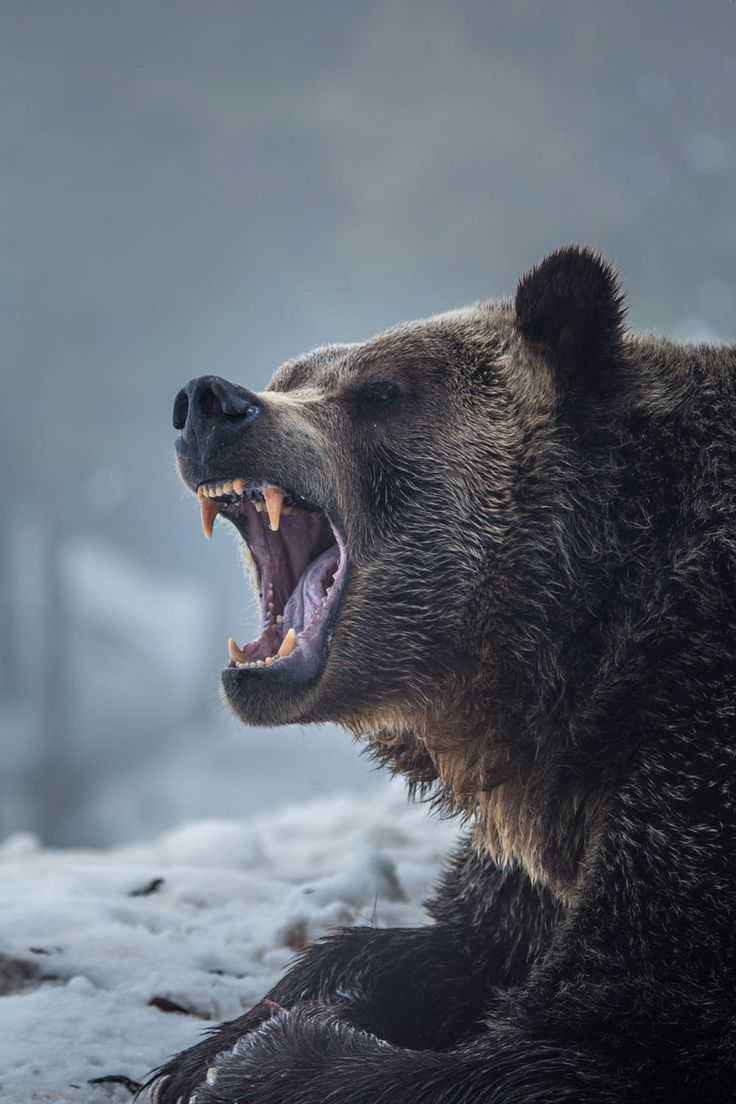 Wild Bear Wallpaper