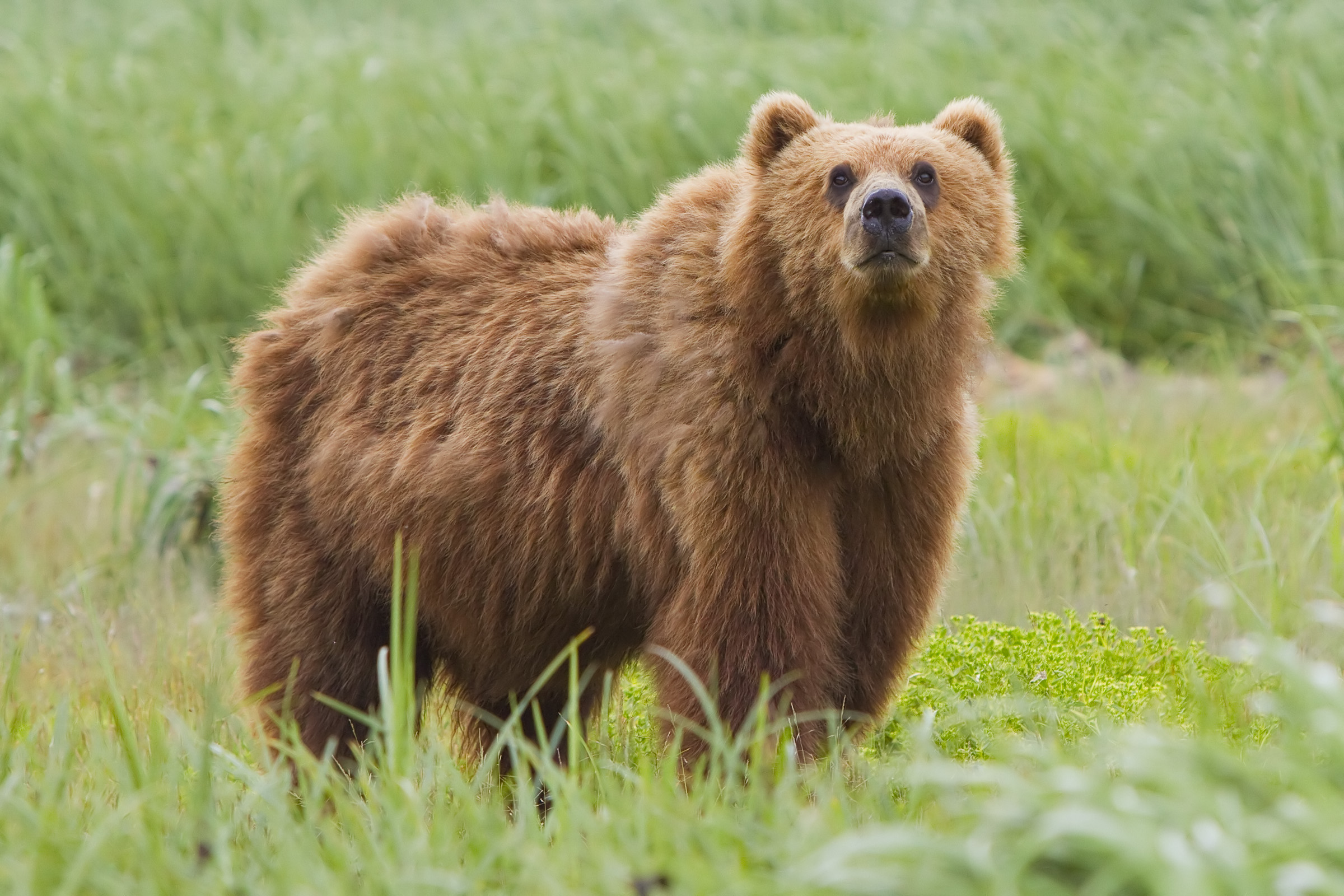 Free photo: Wild Bear, Bspo06, Repltile