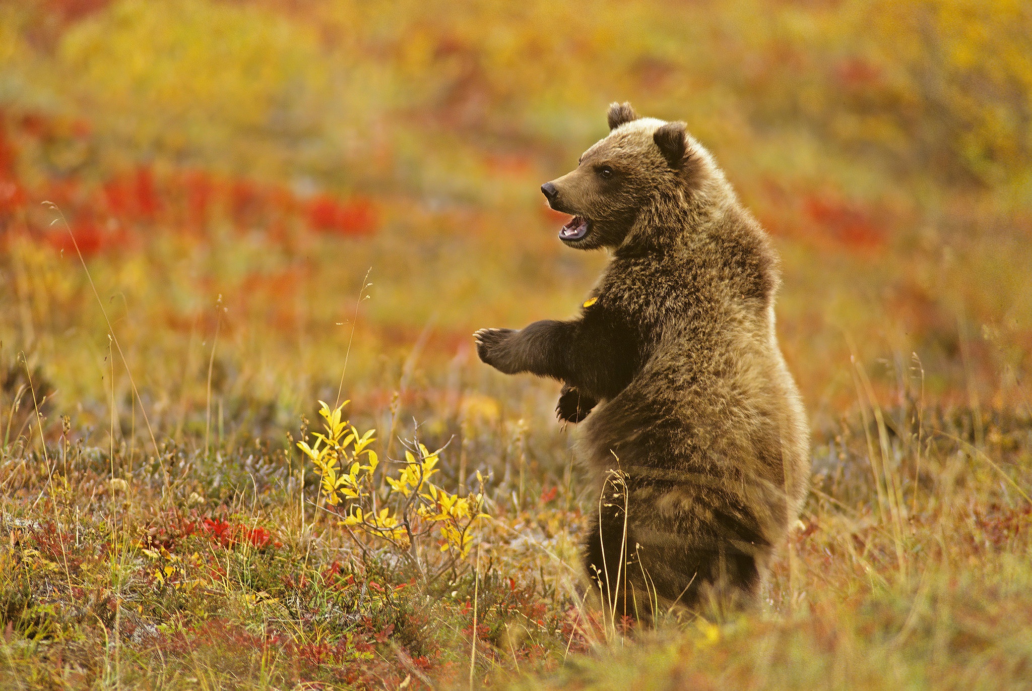 Bear HD Wallpaper