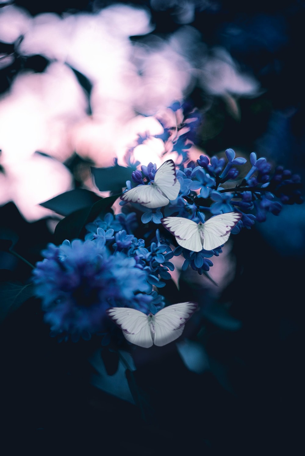 Butterfly Wallpaper: Free HD Download [HQ]