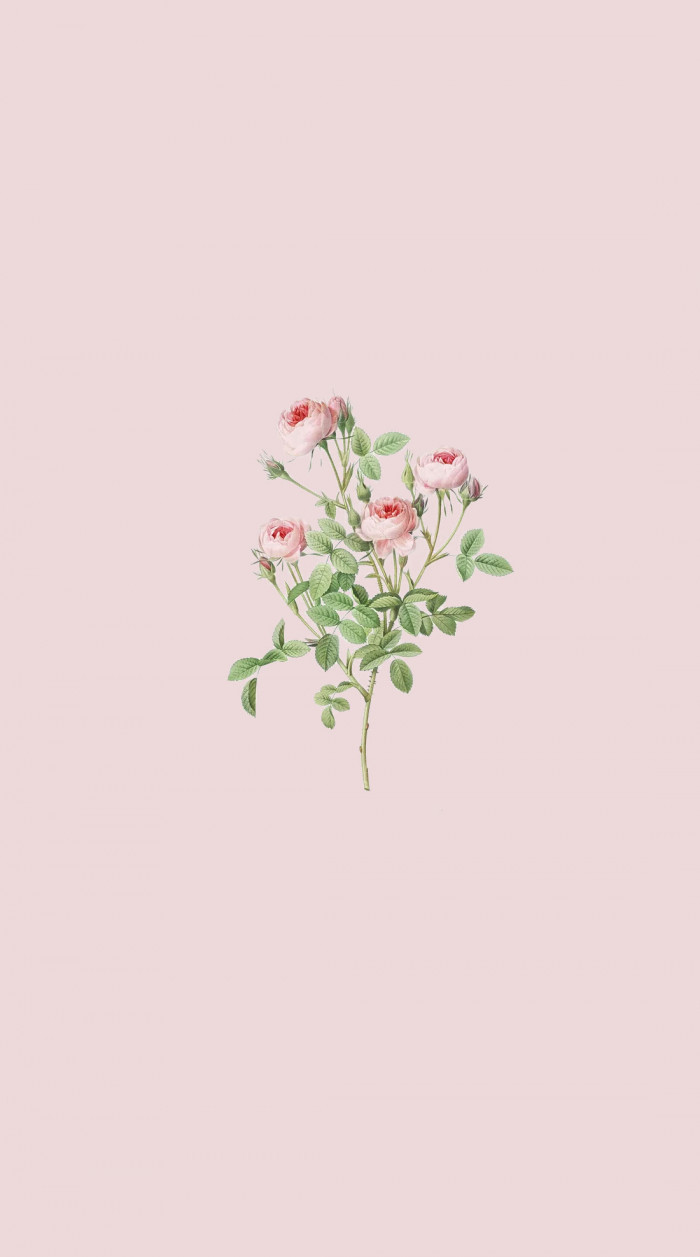 20 Cute Spring Wallpapers for Phone & iPhone : Rose Wallpapers 1