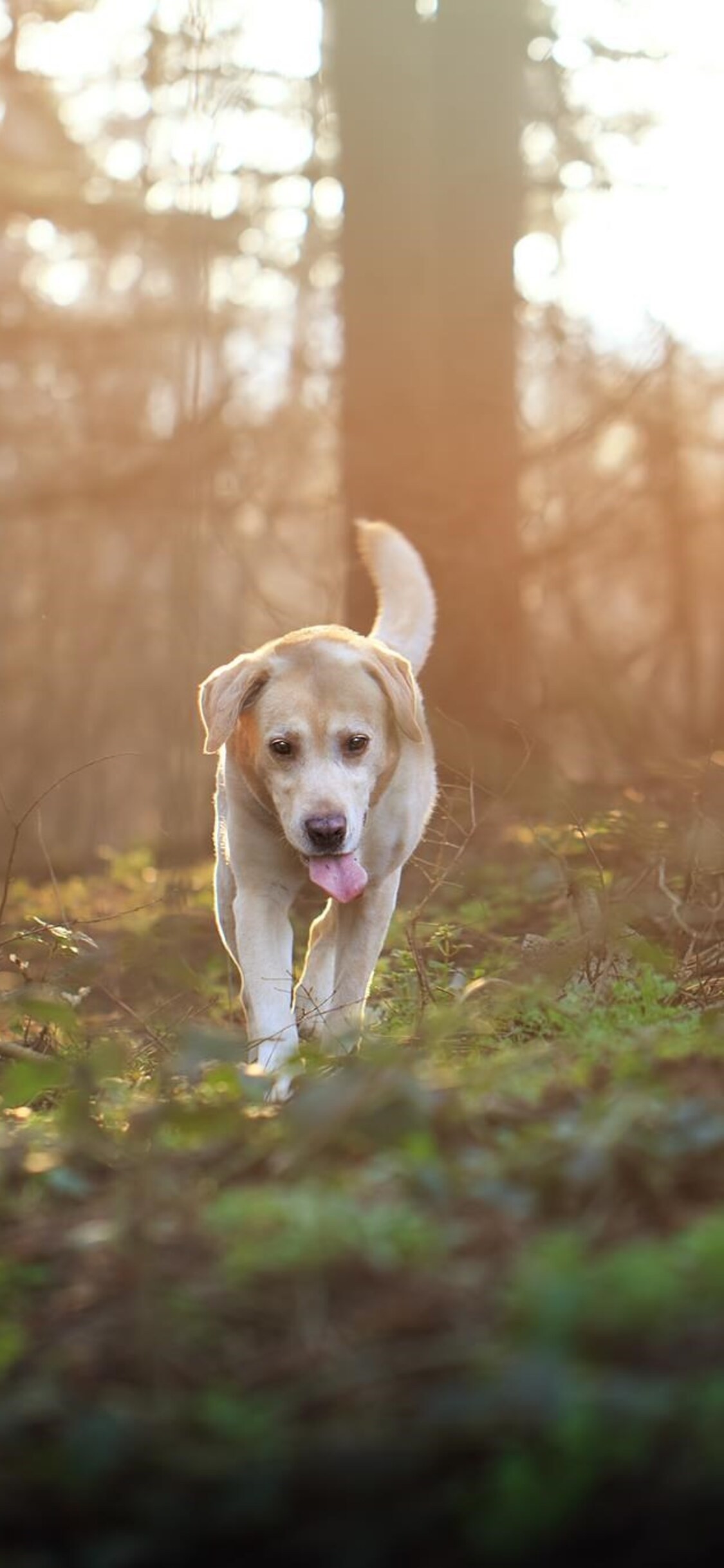 Dog iPhone Wallpaper { 4k & HD }