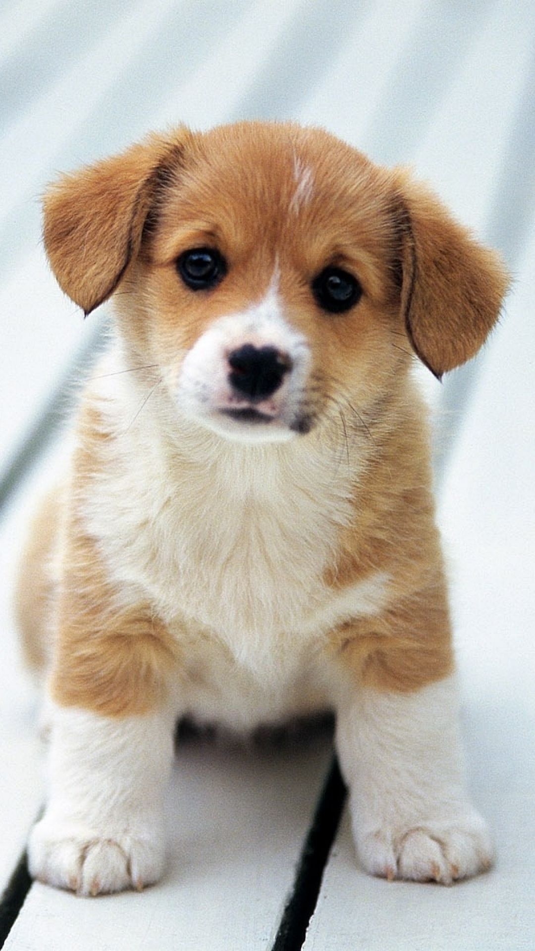 Puppy iPhone Wallpaper, Dog Mobile Phone Background