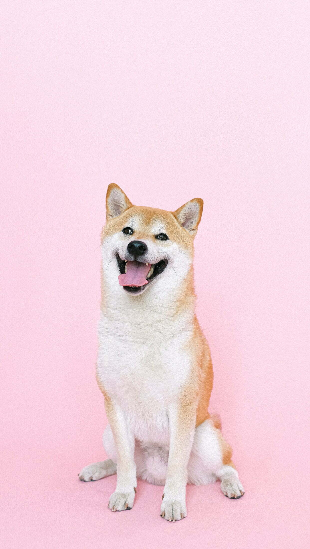 Cute dog wallpaper 4k iphone 12