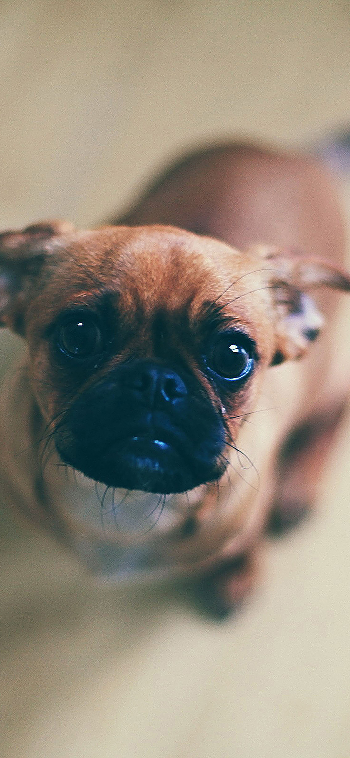 wallpaper feed me animal dog